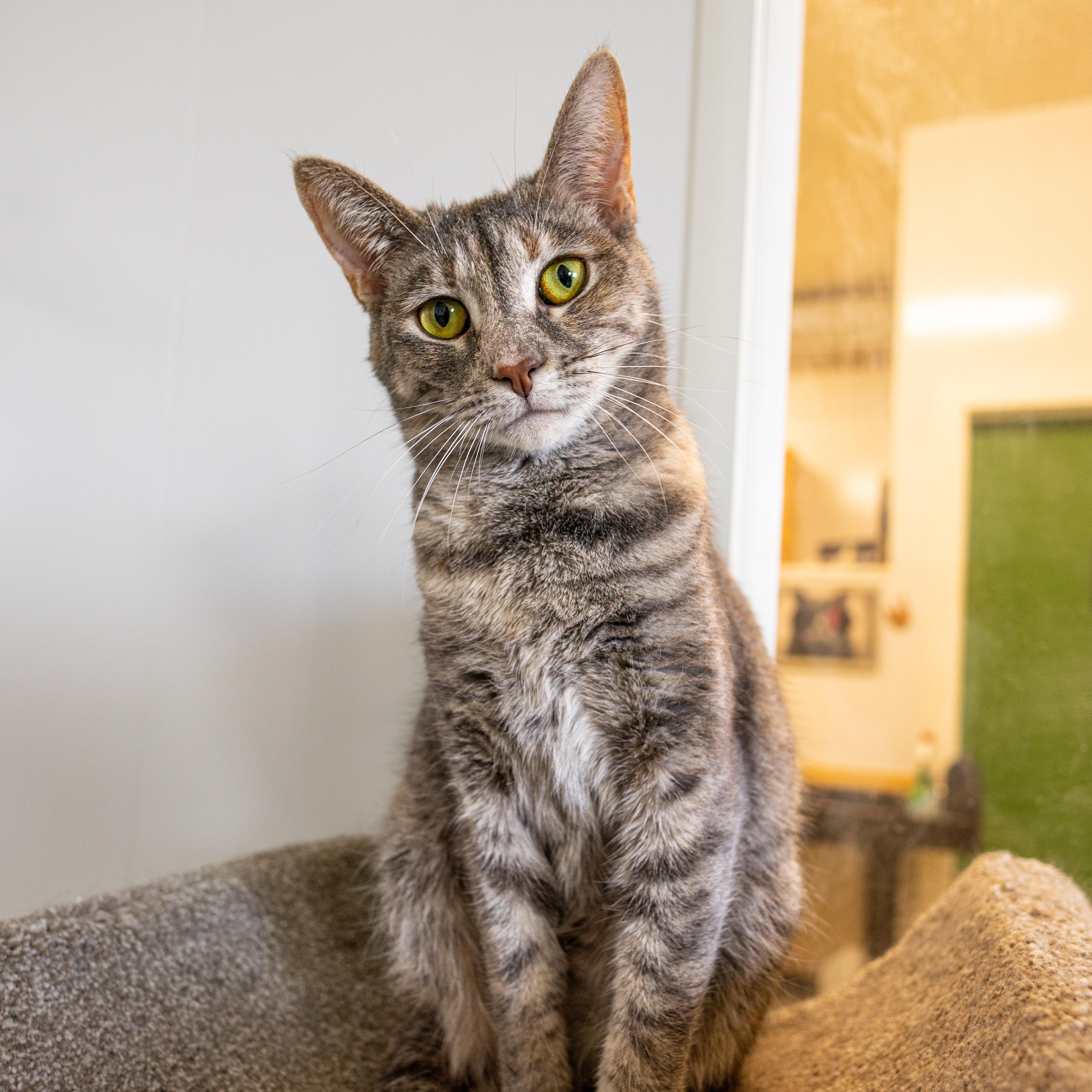 Miranda - Adoption Fee Waived!, an adoptable Domestic Short Hair in Richland Center, WI, 53581 | Photo Image 4