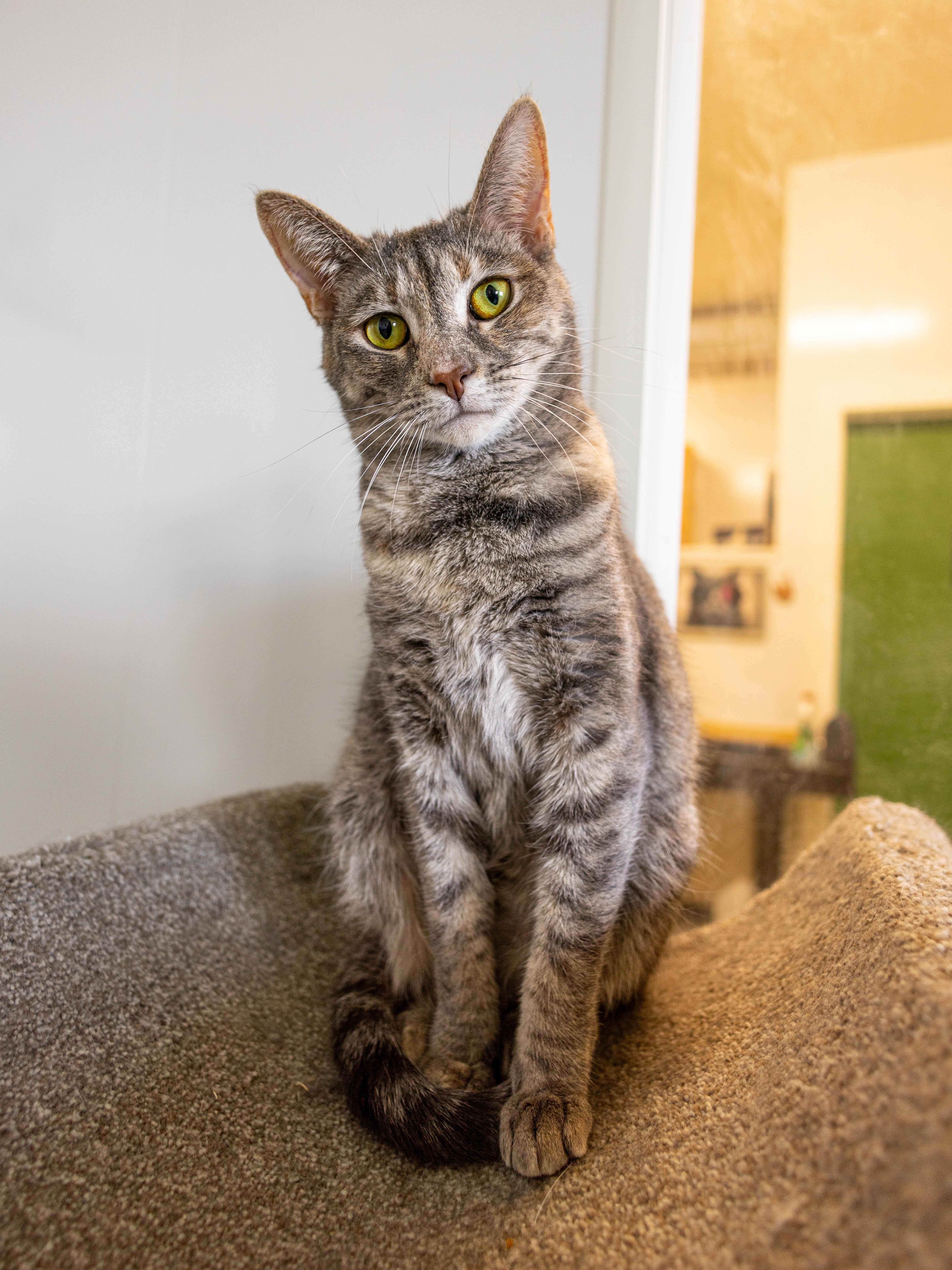 Miranda - Adoption Fee Waived! 4