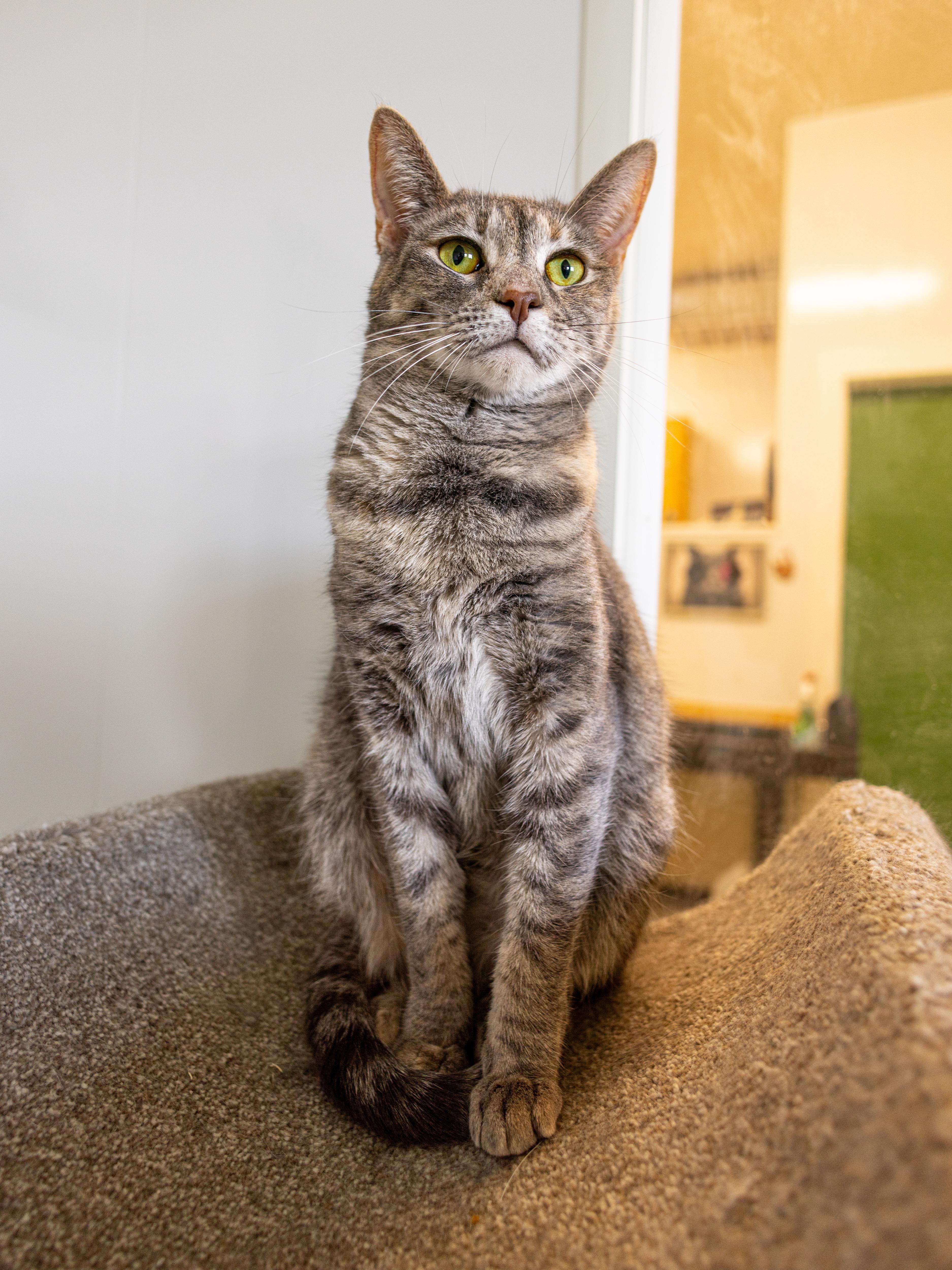 Miranda - Adoption Fee Waived!, a Adoptable Domestic Short Hair in Richland Center, WI image 5/5