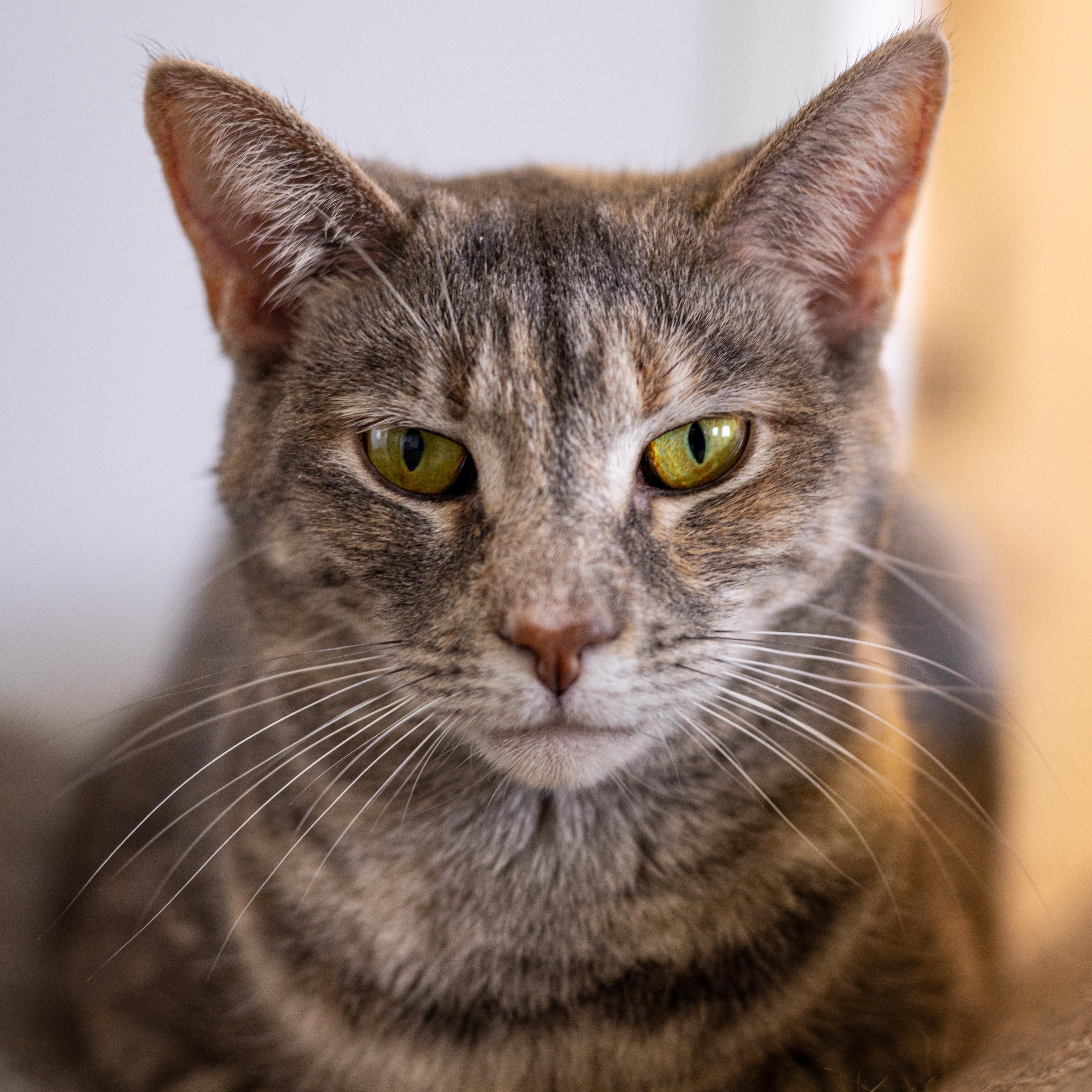 Miranda - Adoption Fee Waived!, an adoptable Domestic Short Hair in Richland Center, WI, 53581 | Photo Image 2