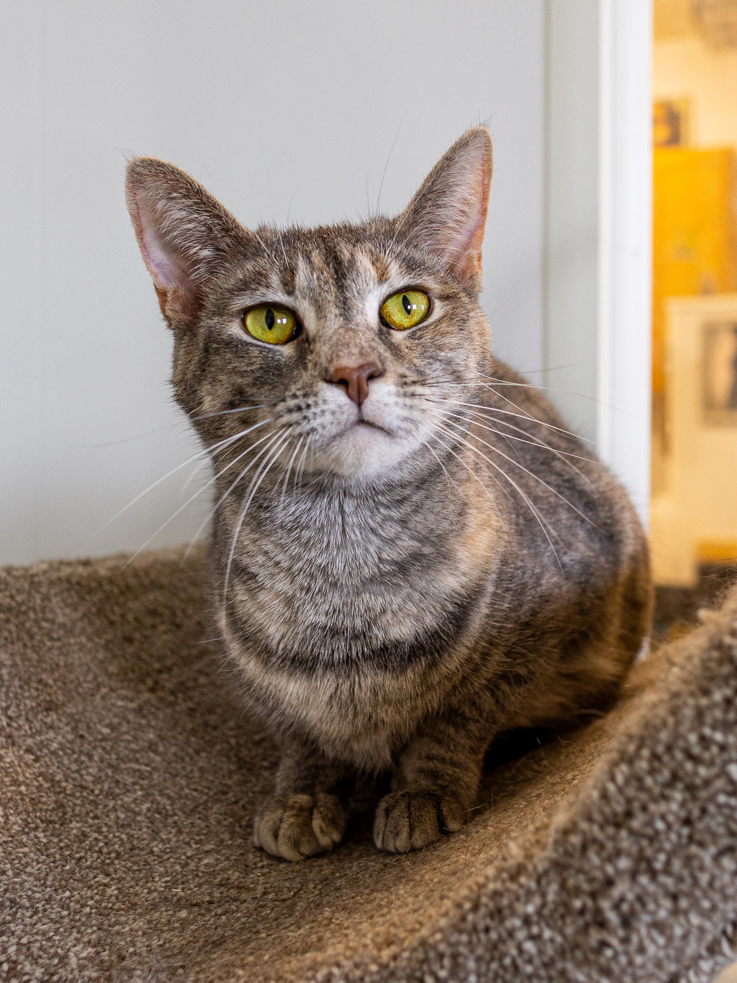 Miranda - Adoption Fee Waived! 3