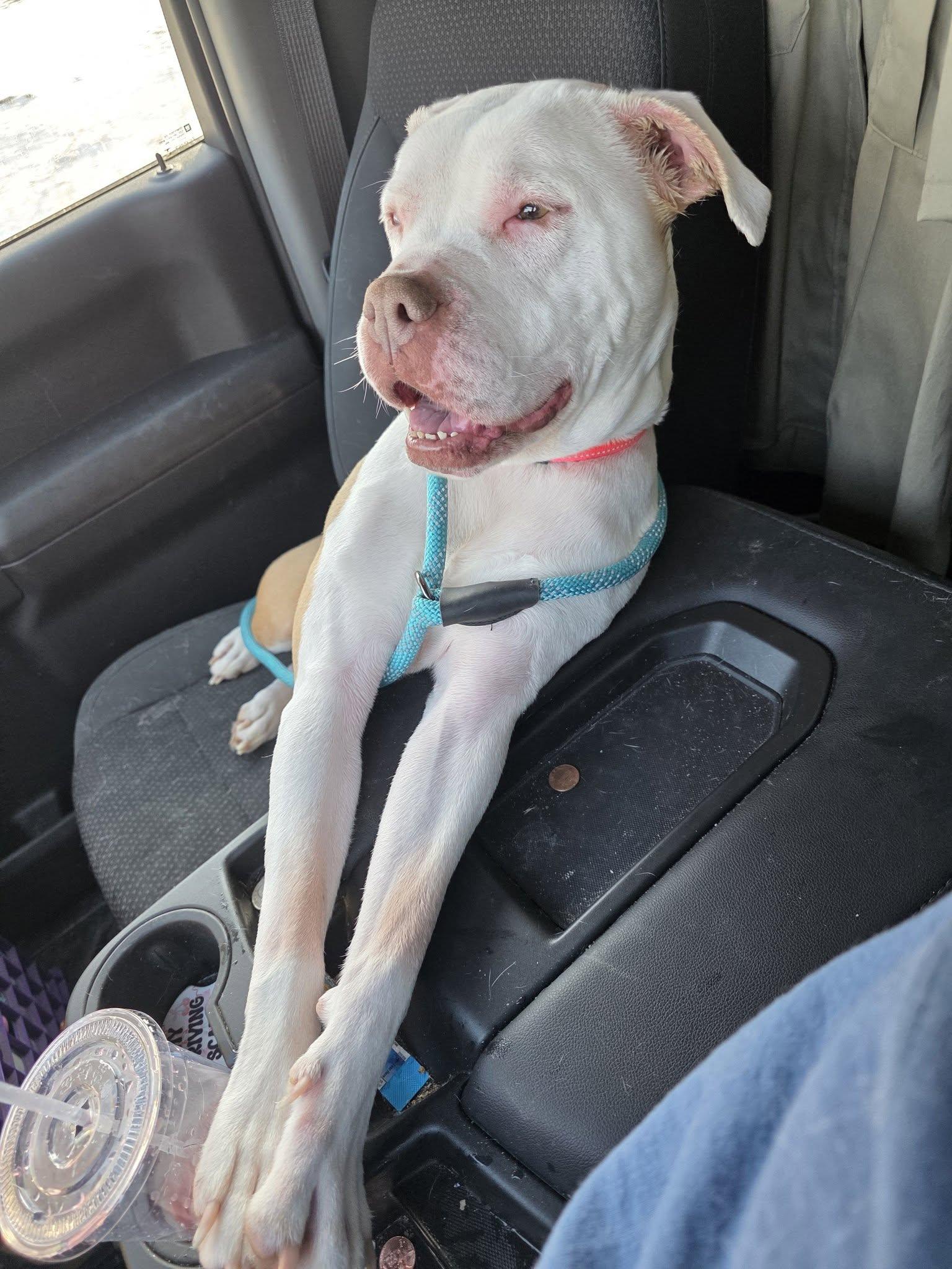 Enlarge River (Deaf Dog), a ADOPTABLE Pit Bull Terrier in Shelby, MI image 3/4