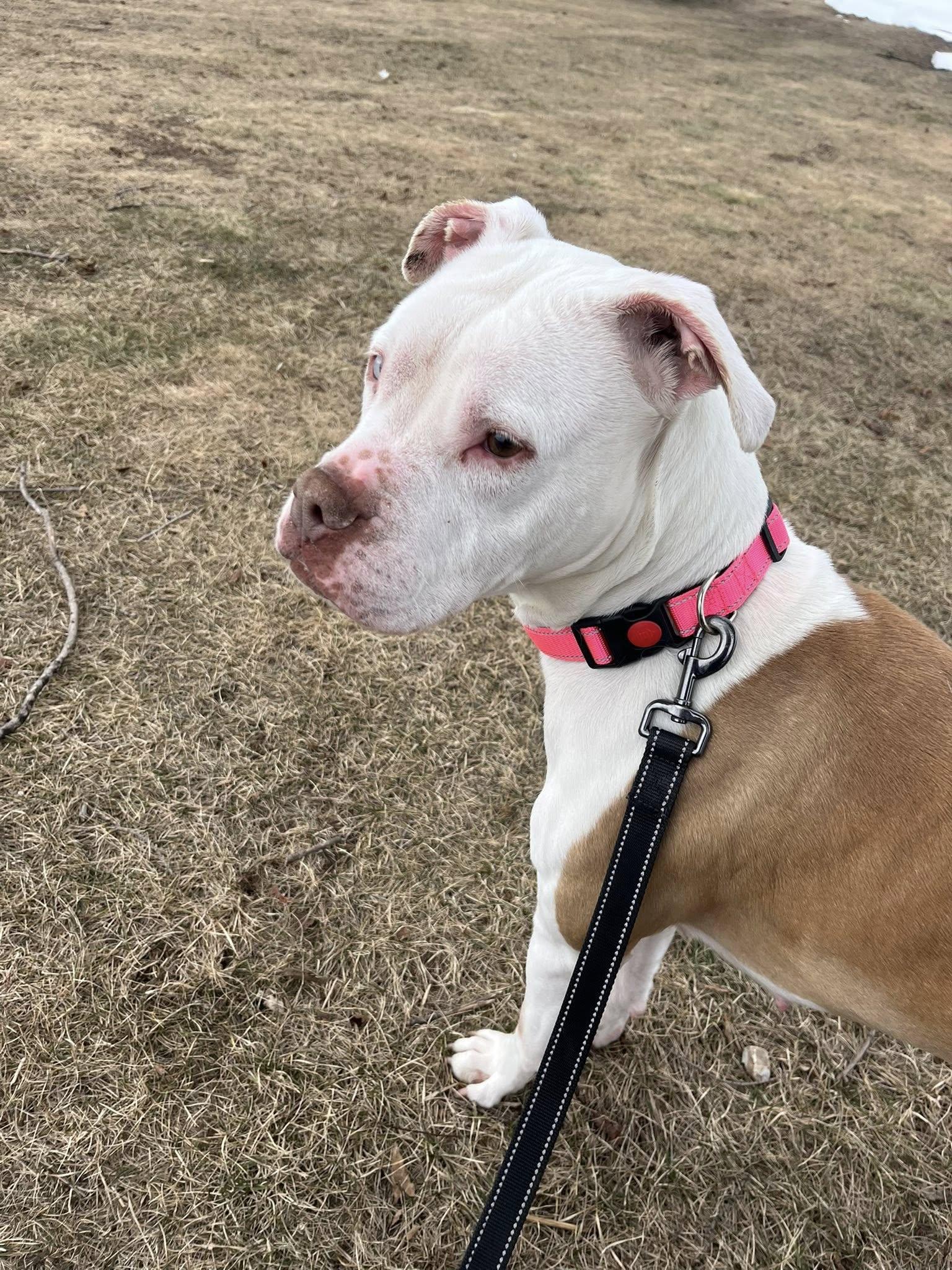 Enlarge River (Deaf Dog), a ADOPTABLE Pit Bull Terrier in Shelby, MI image 2/4