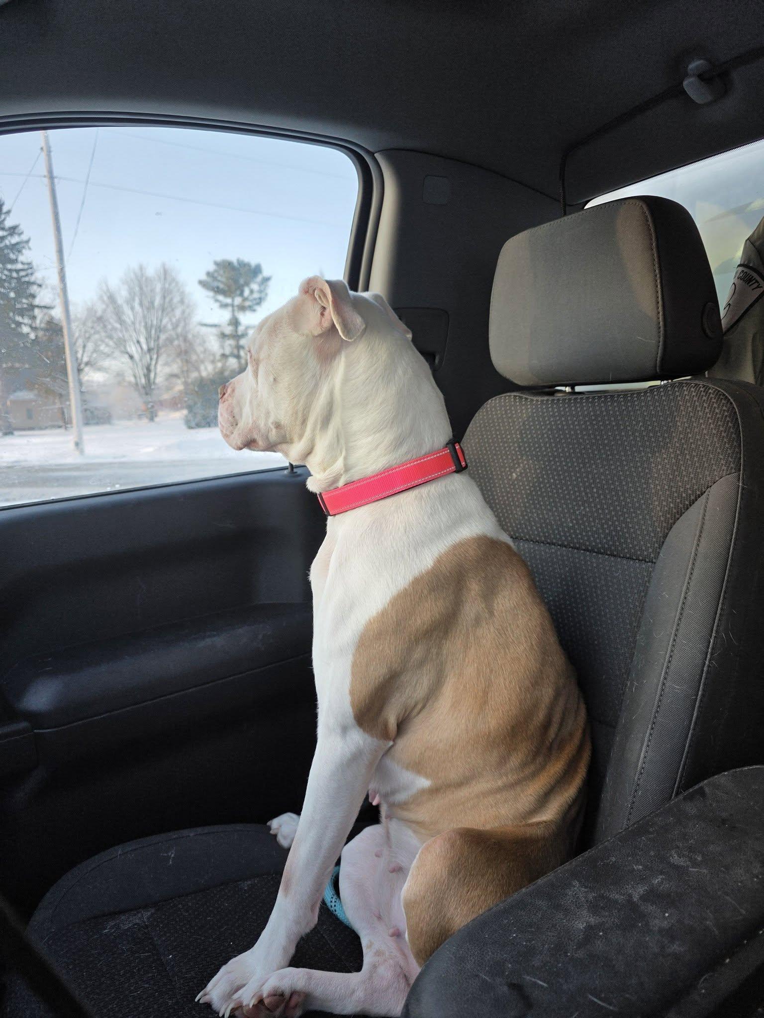 Enlarge River (Deaf Dog), a ADOPTABLE Pit Bull Terrier in Shelby, MI image 4/4