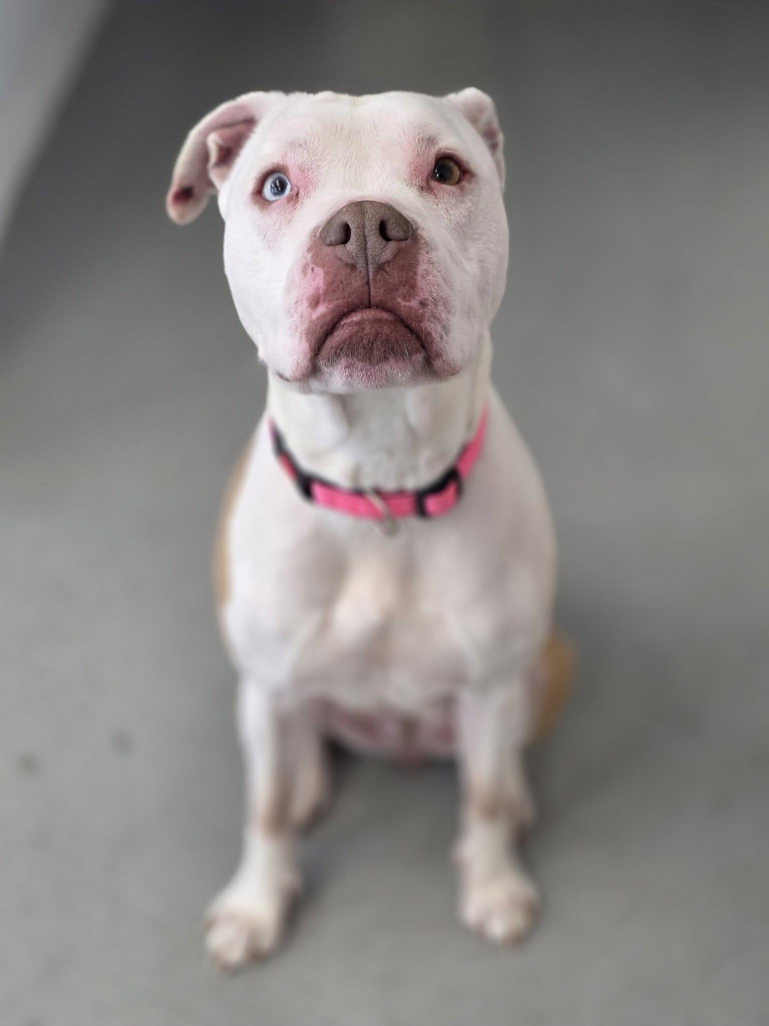 Enlarge River (Deaf Dog), a ADOPTABLE Pit Bull Terrier in Shelby, MI image 1/4