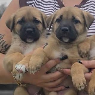 Enlarge Puddles, a Adoptable mixed breed in Crosby, TX image 4/5