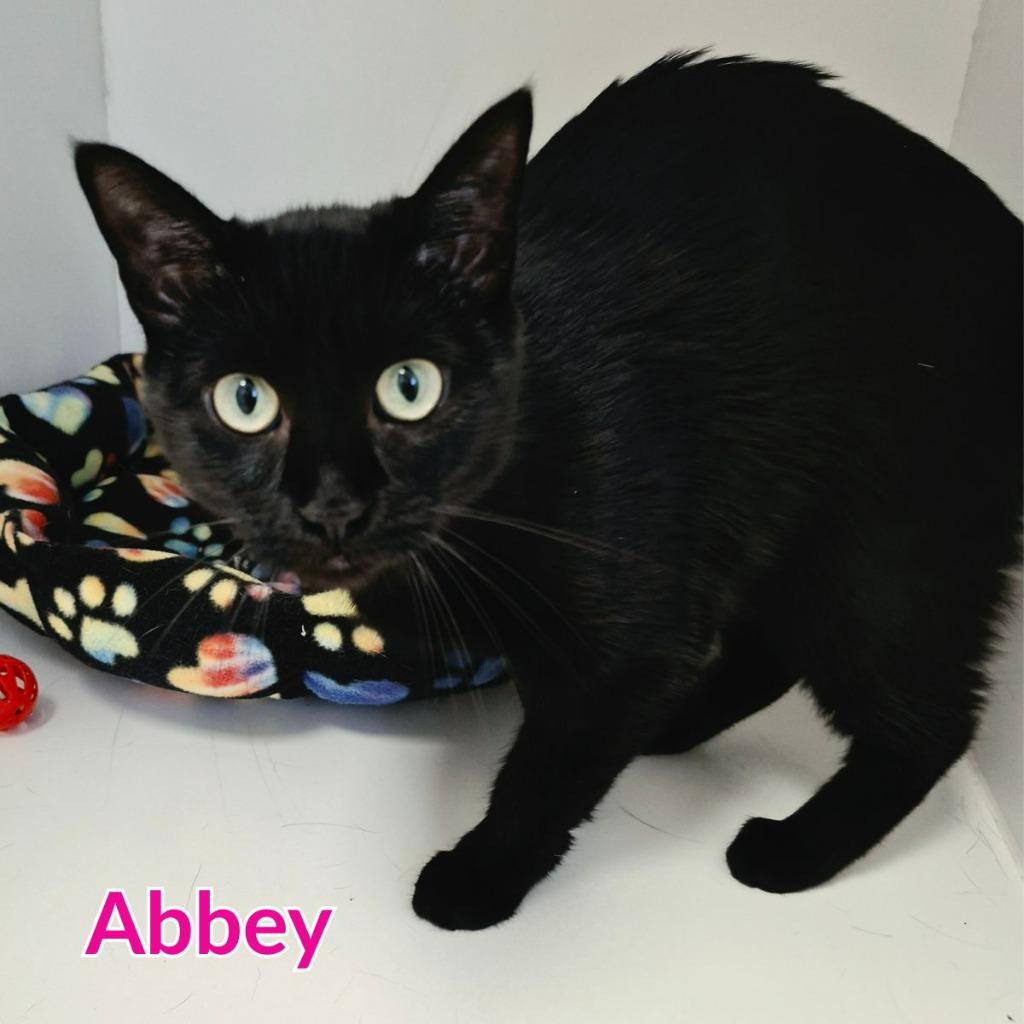 Enlarge Abbey, a Adoptable mixed breed in North Saint Paul, MN image 1/2