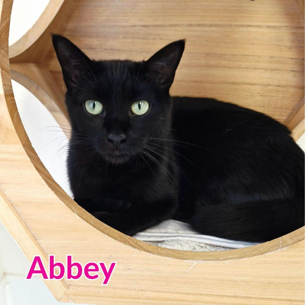 Enlarge Abbey, a Adoptable mixed breed in North Saint Paul, MN image 2/2
