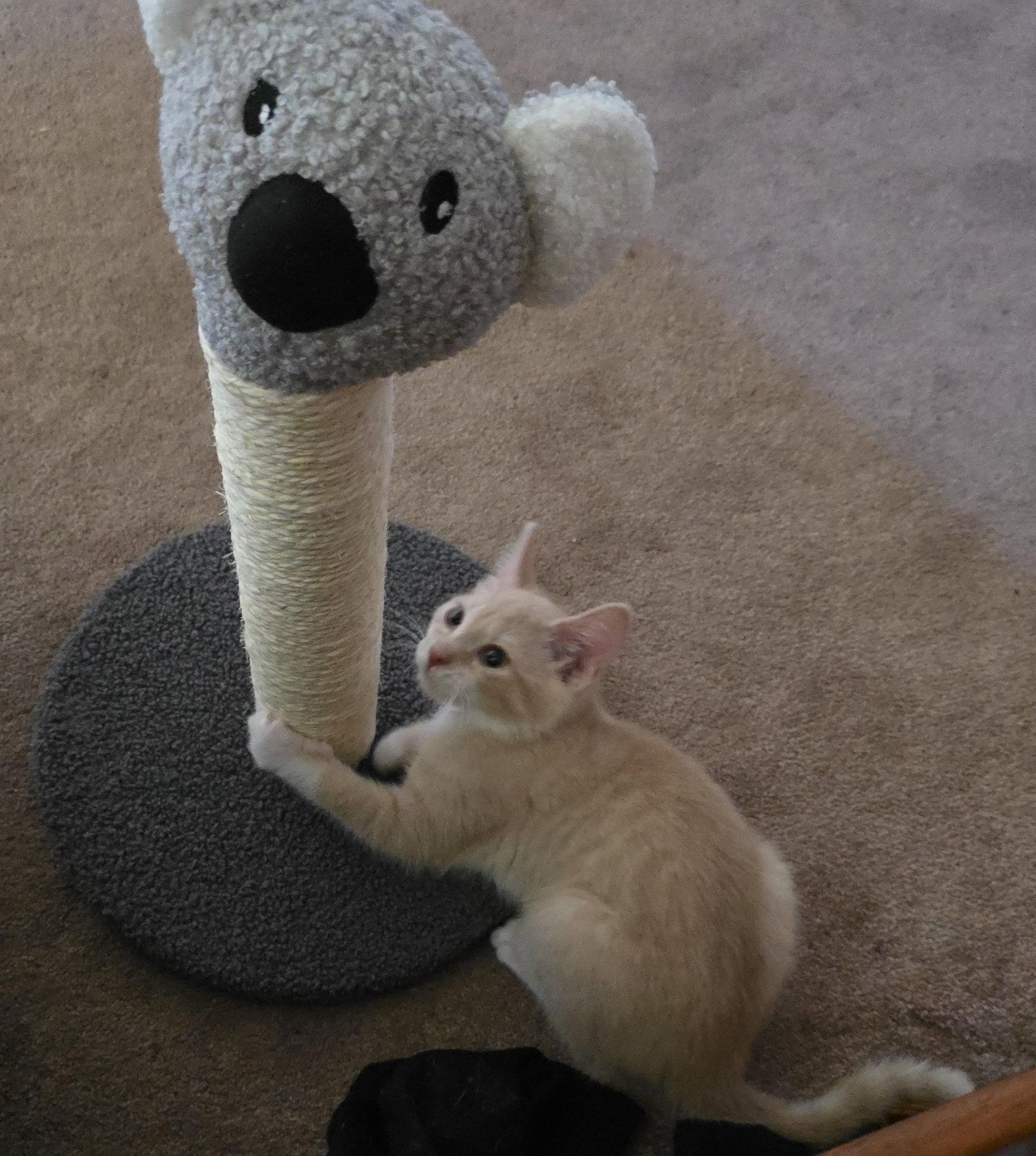 Friday, Adoptable, Young Female Domestic Short Hair.