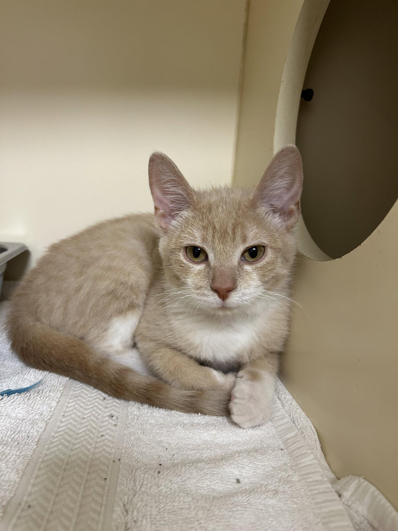 Enlarge Friday, a Adoptable Domestic Short Hair in Lancaster, PA image 3/3