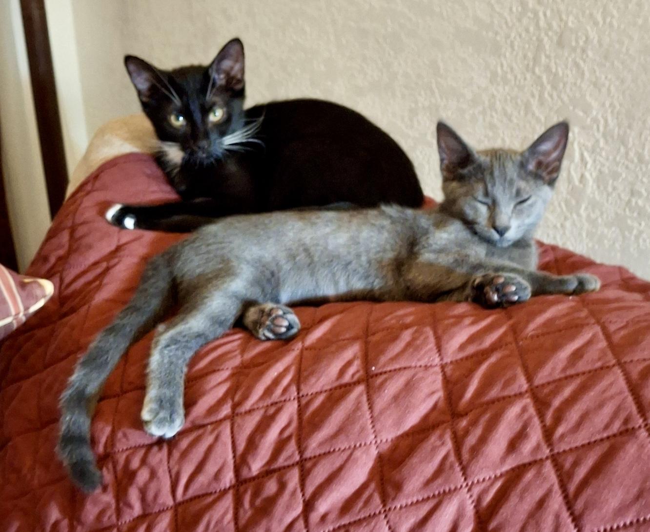 Brandy and Bandit, an adoptable Russian Blue, Tuxedo in Aurora, CO, 80014 | Photo Image 1