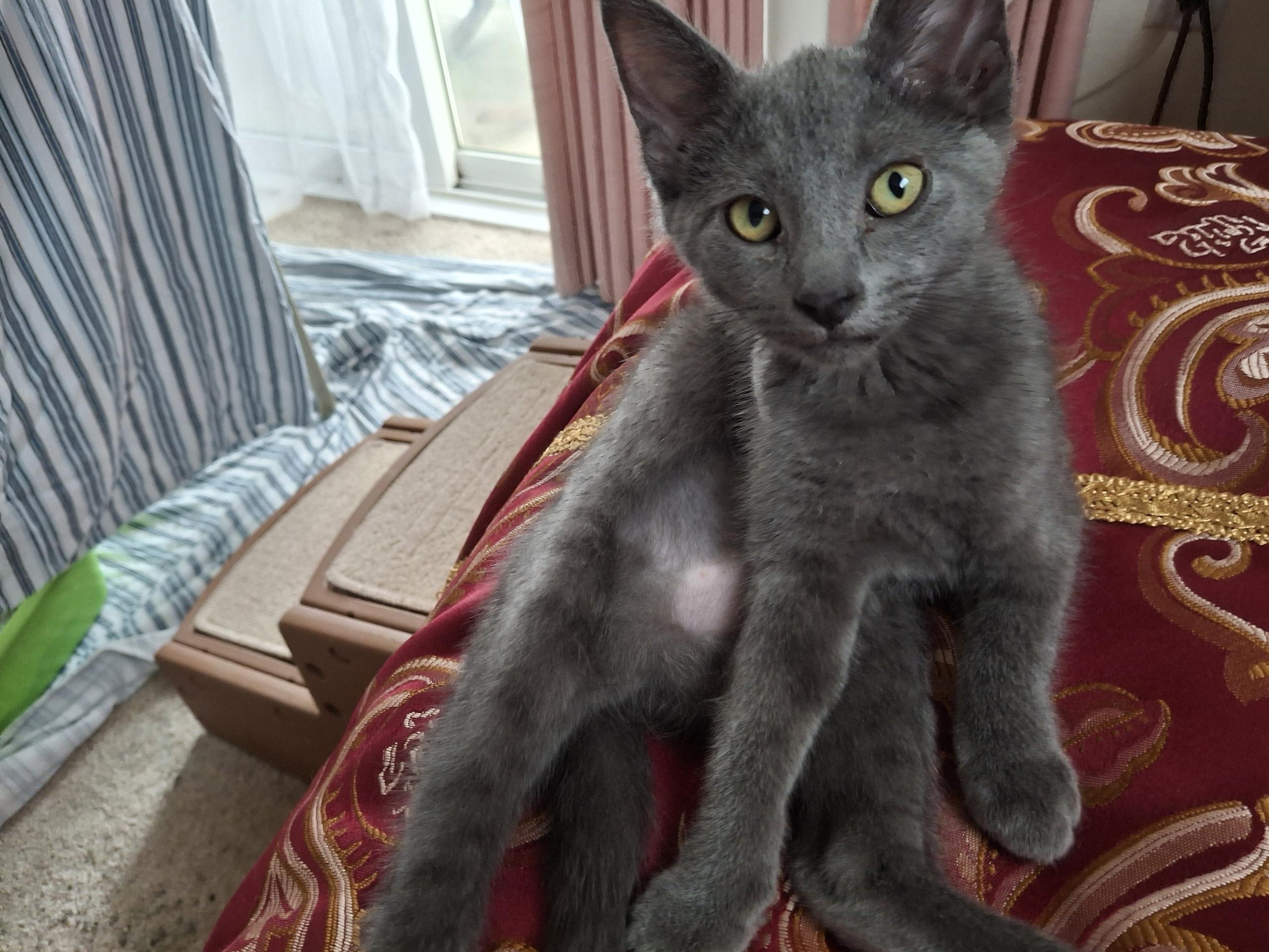 Brandy and Bandit, an adoptable Russian Blue, Tuxedo in Aurora, CO, 80014 | Photo Image 5