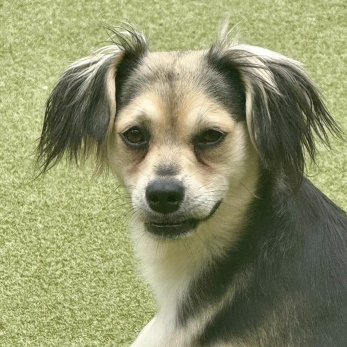 HARROW, Adoptable, Young Female Terrier.