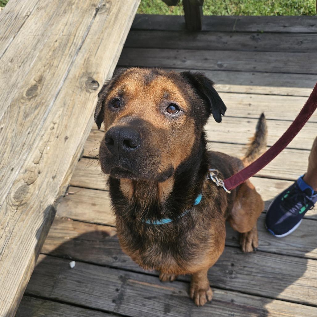 Marvin III 25-115, Adoptable, Adult Male Shepherd & Labrador Retriever.