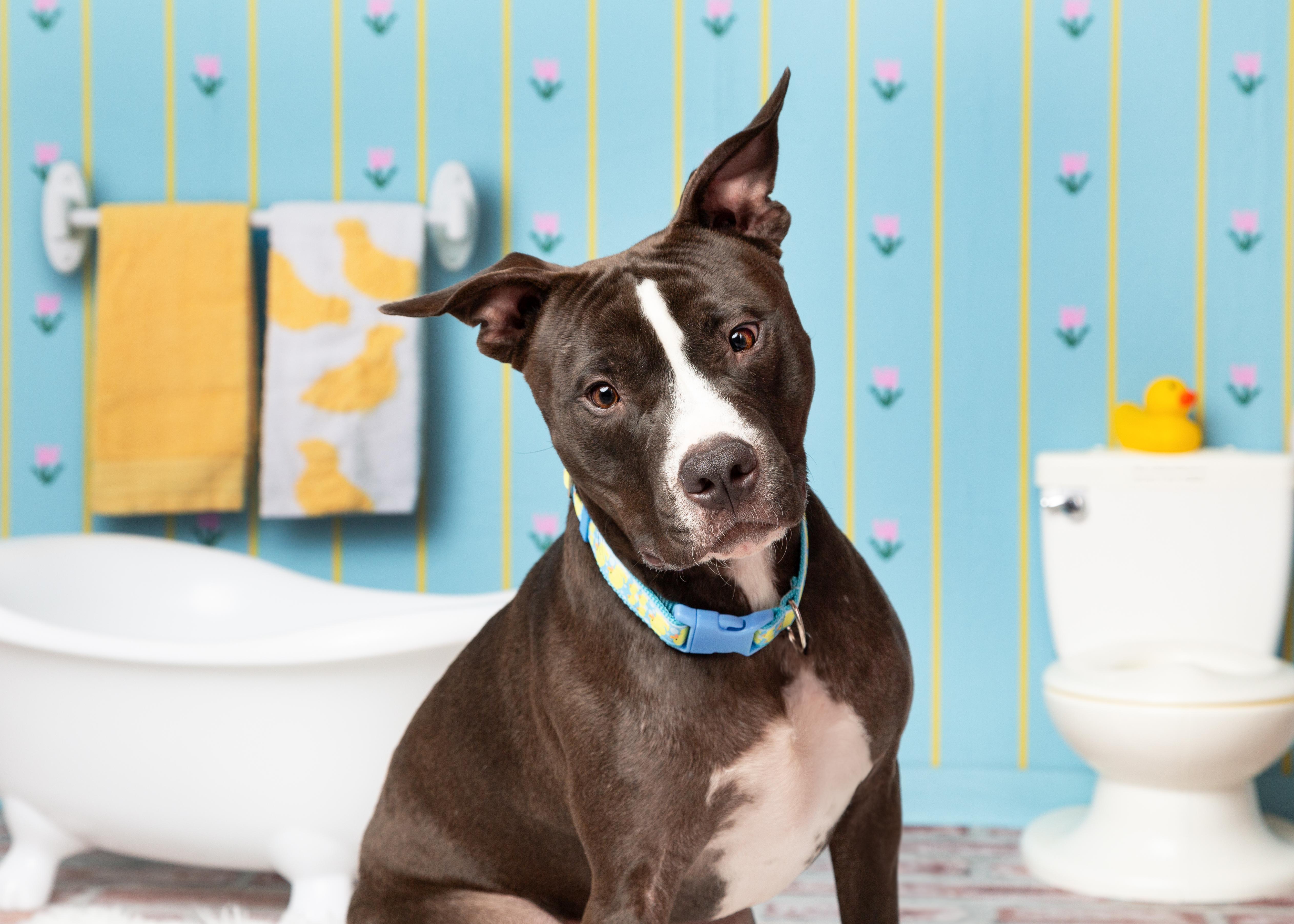 Ranger, a Adoptable mixed breed in Cross Roads, TX image 2/6