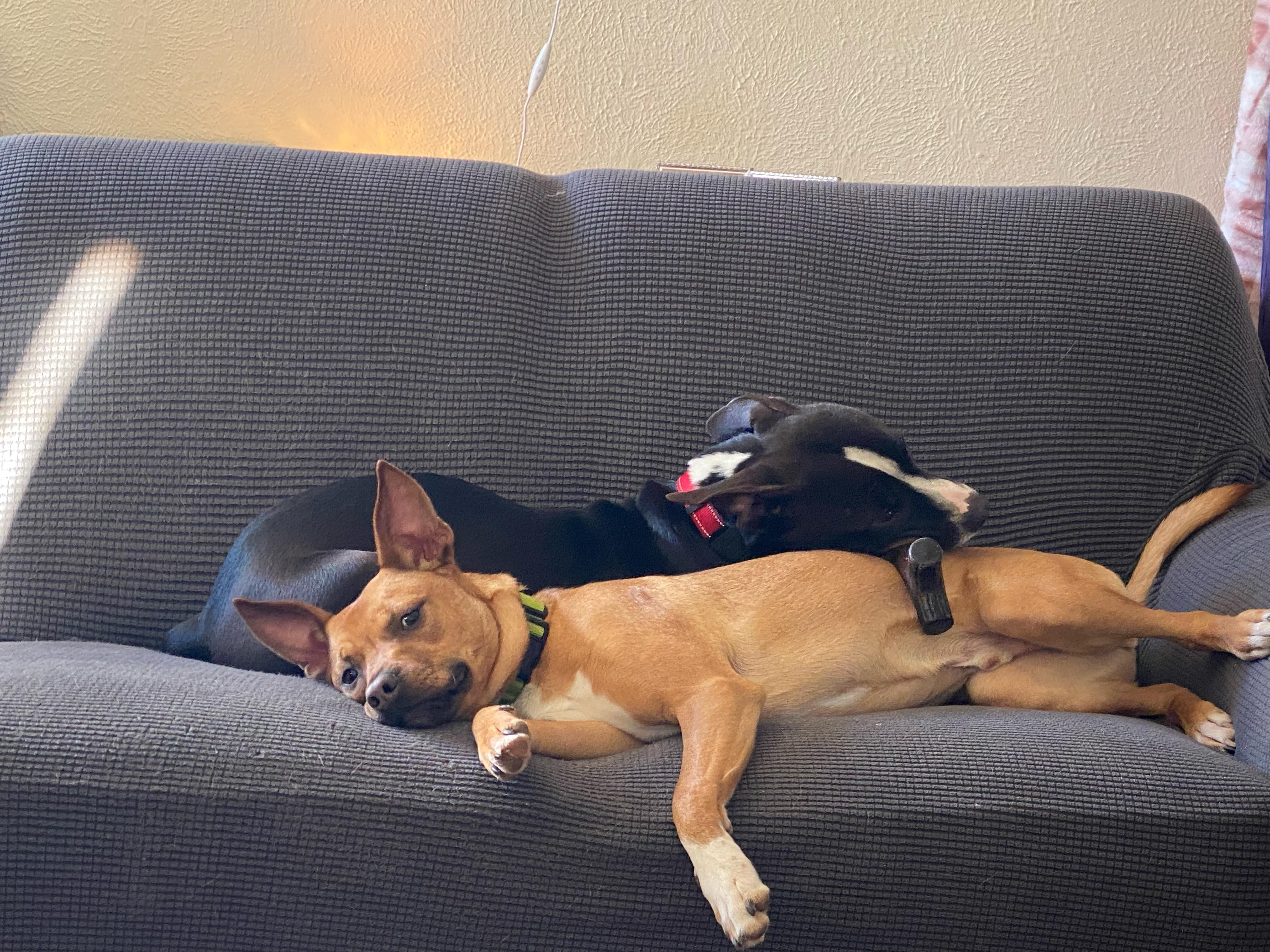 Ranger, a Adoptable mixed breed in Cross Roads, TX image 3/6