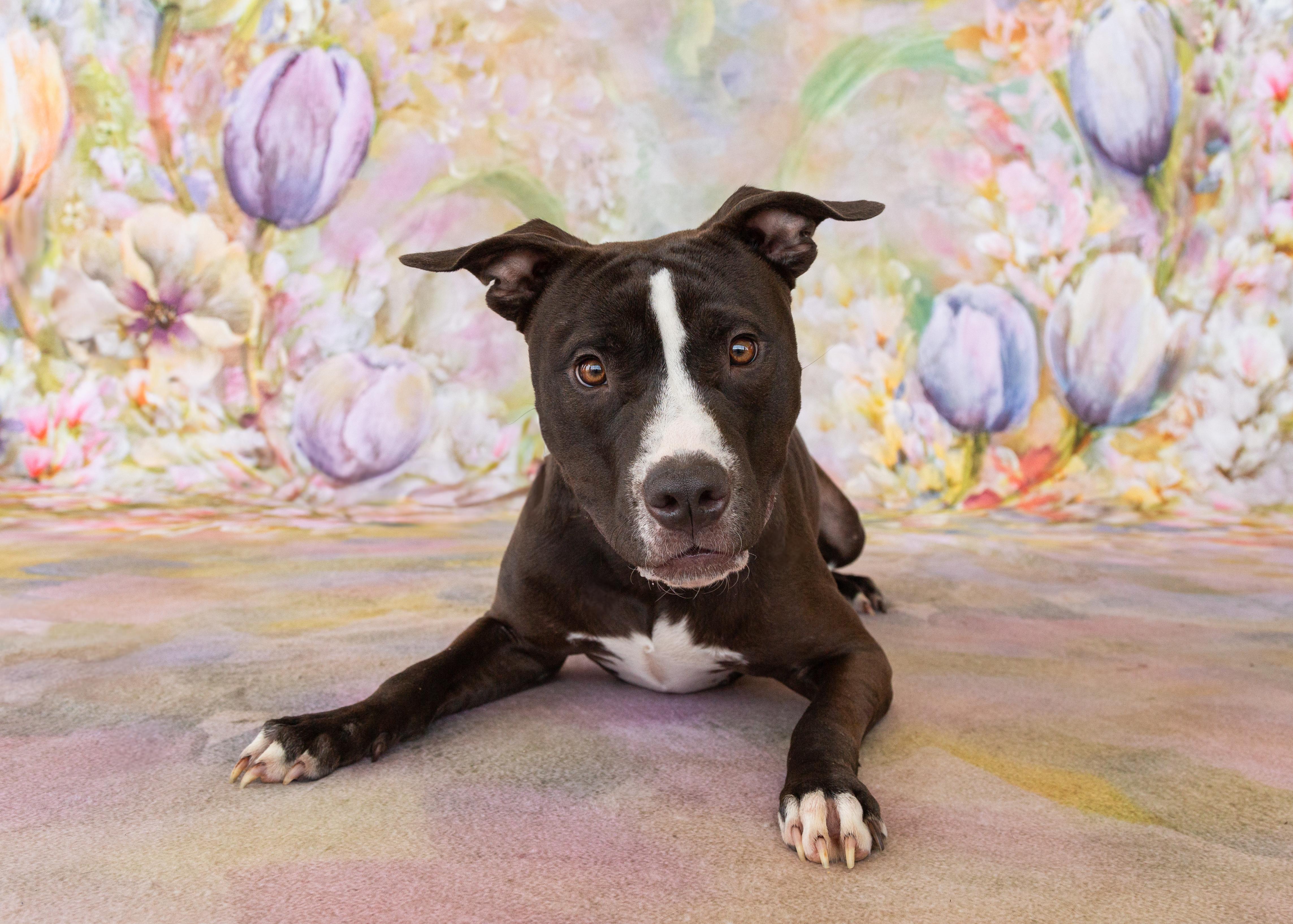 Ranger, a Adoptable mixed breed in Cross Roads, TX image 4/6