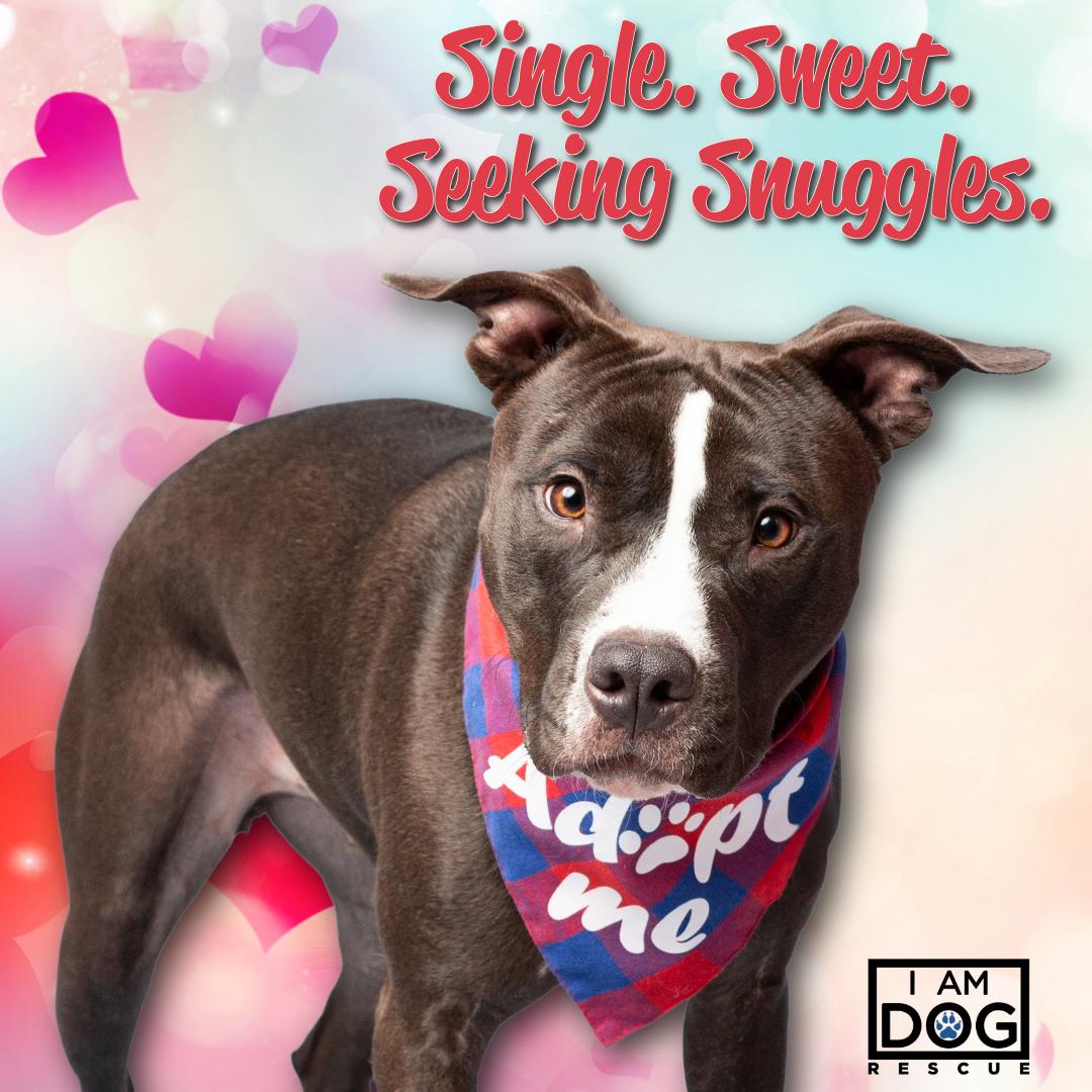 Enlarge Ranger, a Adoptable mixed breed in Cross Roads, TX image 1/6