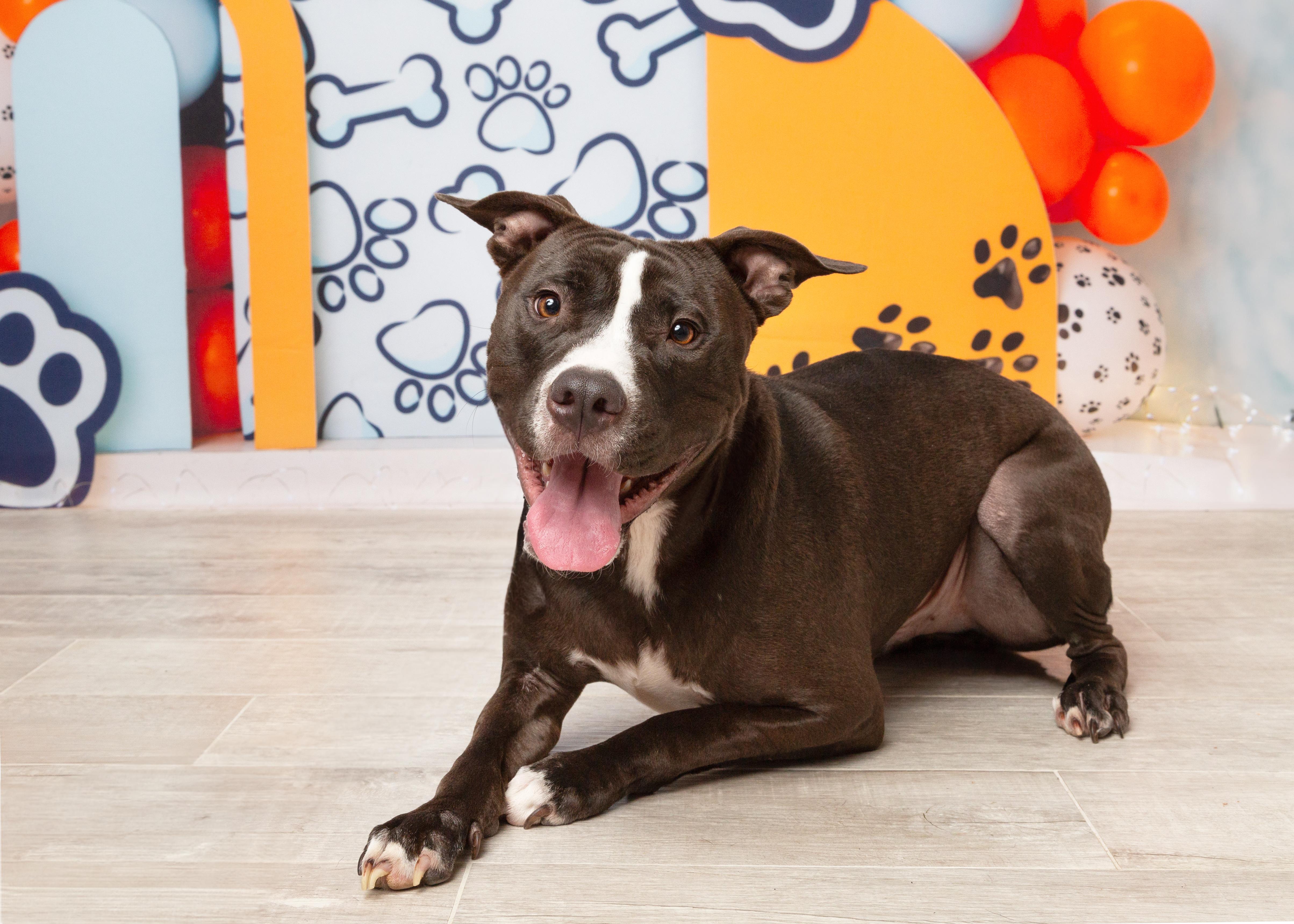 Ranger, a Adoptable mixed breed in Cross Roads, TX image 5/6