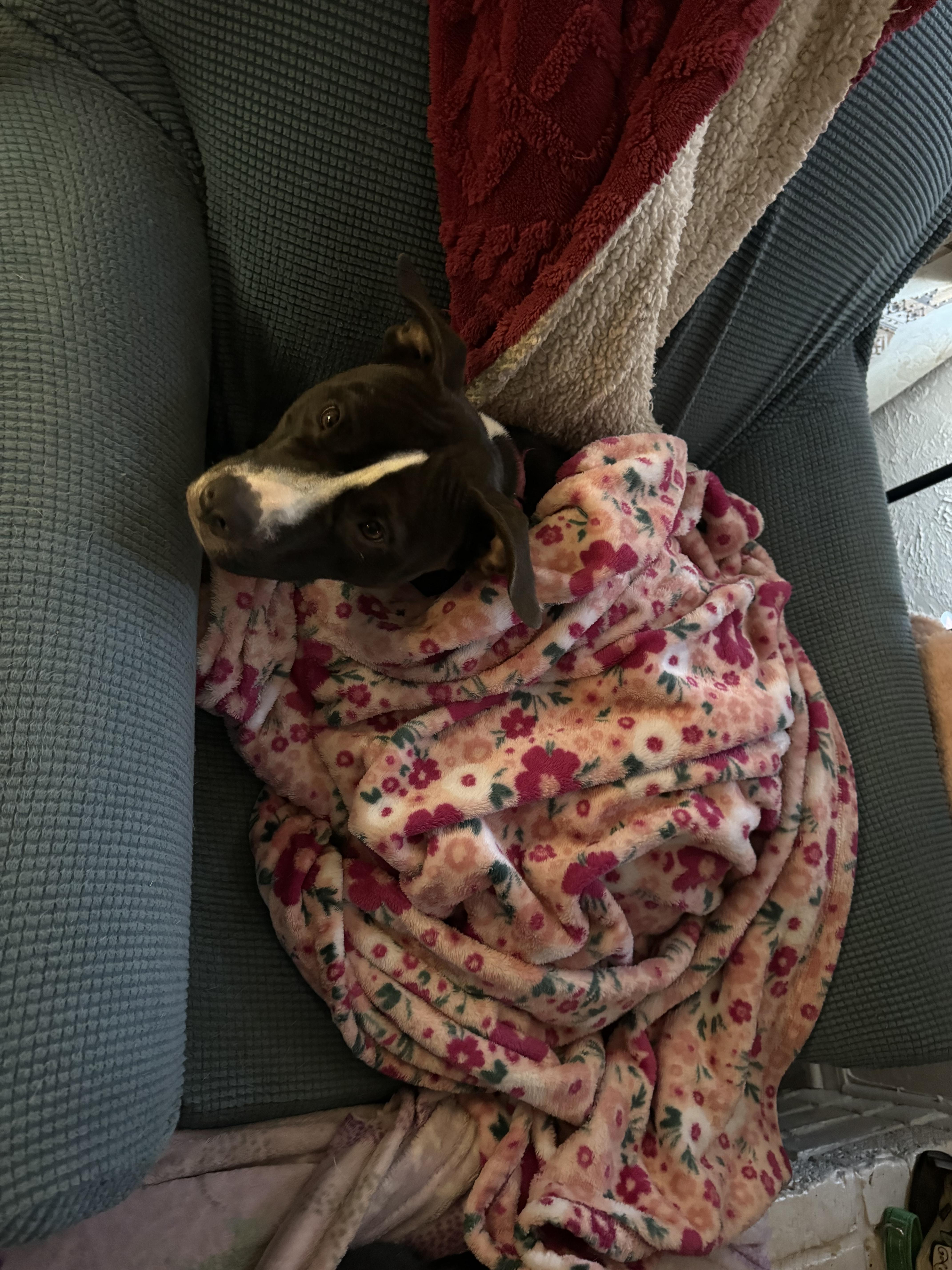 Ranger, a Adoptable mixed breed in Cross Roads, TX image 6/6