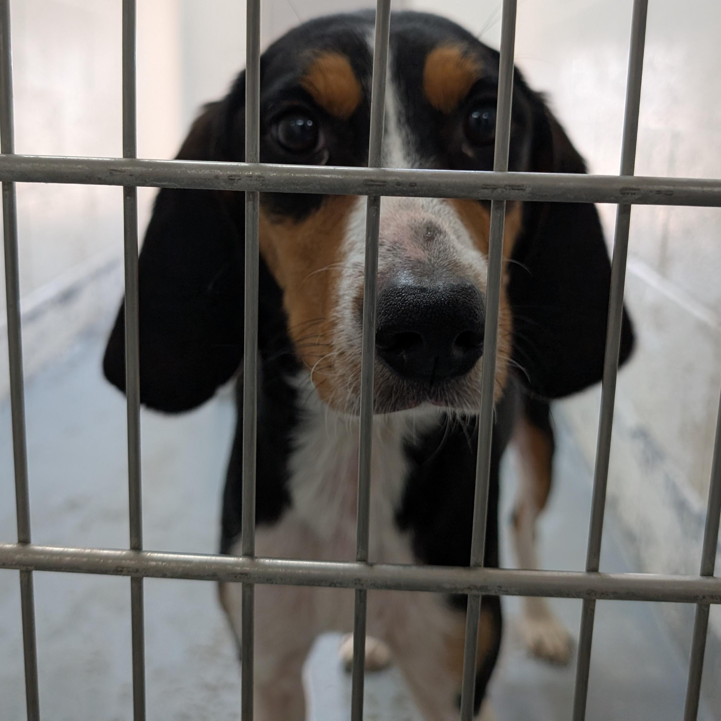 190087 Betty Lu LOOKING FOR OWNER, ADOPTABLE, Adult Male Coonhound.