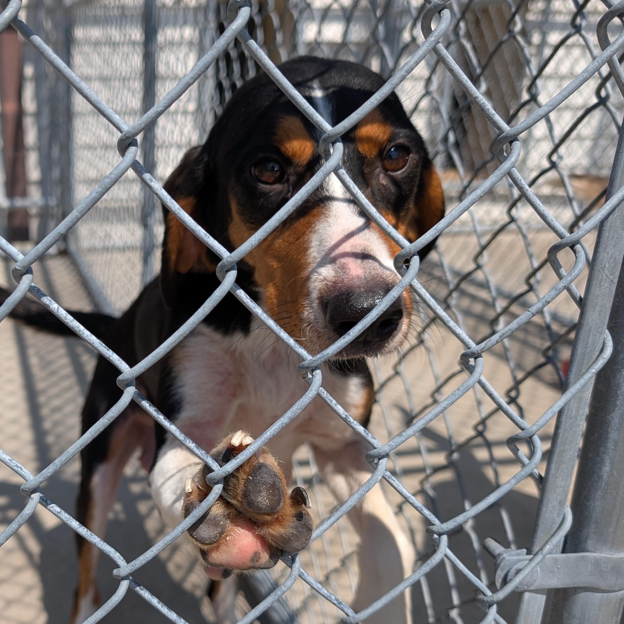 Enlarge 190087 Betty Lu LOOKING FOR OWNER, a ADOPTABLE Coonhound in Ravenna, OH image 2/3