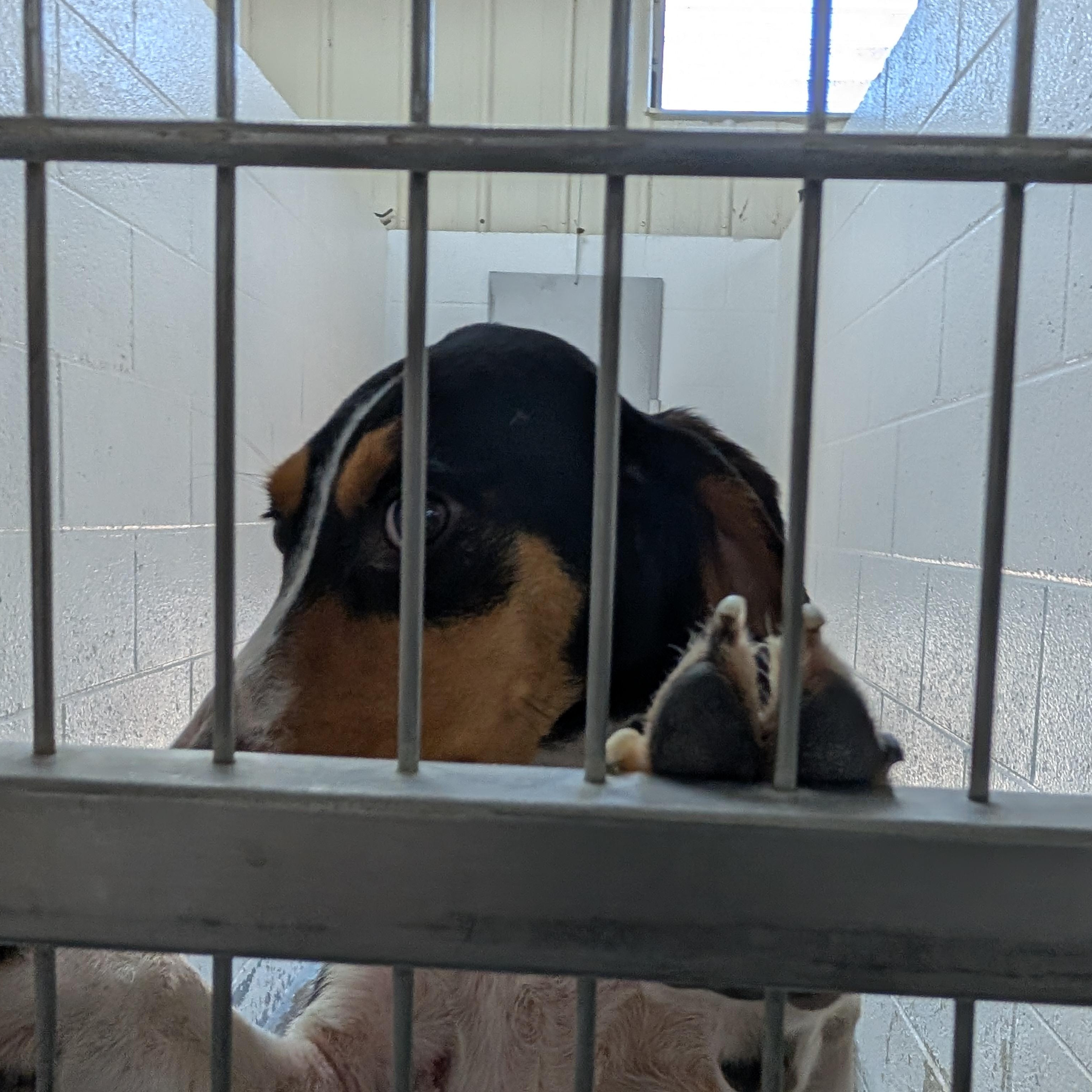 Enlarge 190087 Betty Lu LOOKING FOR OWNER, a ADOPTABLE Coonhound in Ravenna, OH image 3/3