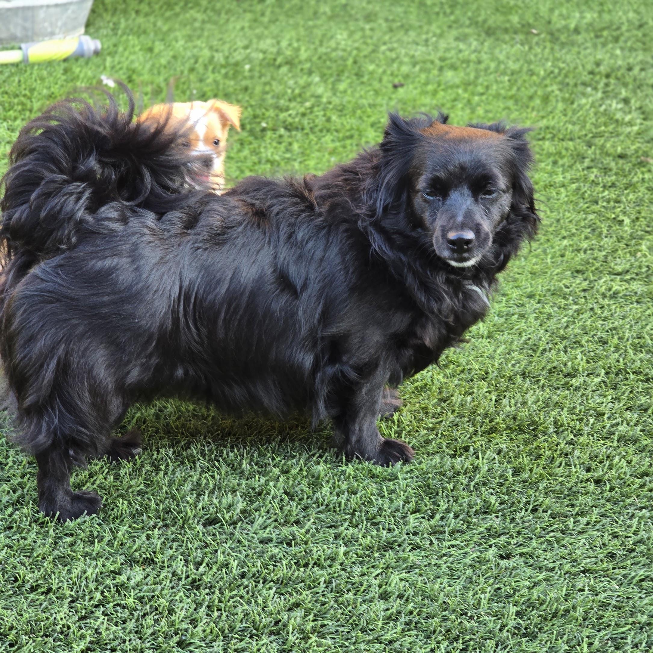 Enlarge Fiona, a Adopted mixed breed in Green Bay, WI image 6/6