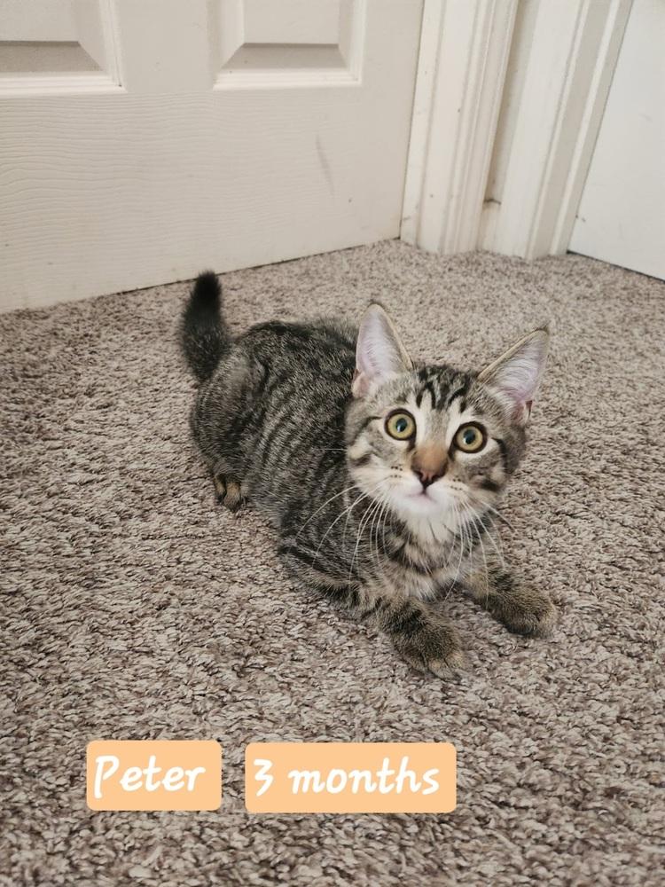 PETER, Adoptable, Kitten Male Tabby.