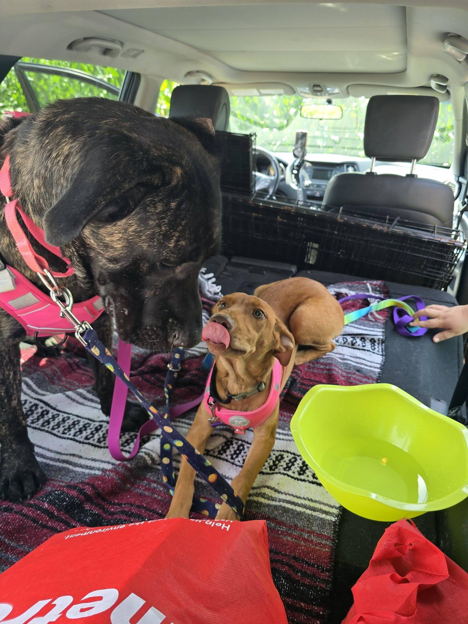 Enlarge Caramel, a ADOPTABLE mixed breed in Woodstock, ON image 3/3