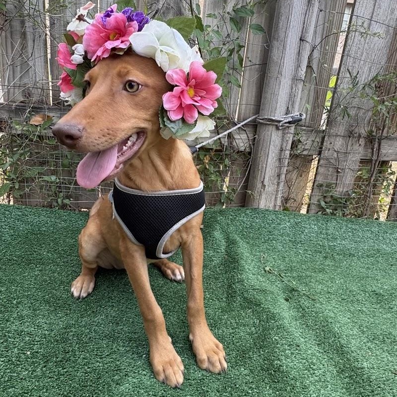 Caramel, ADOPTABLE, Puppy Female Shepherd.