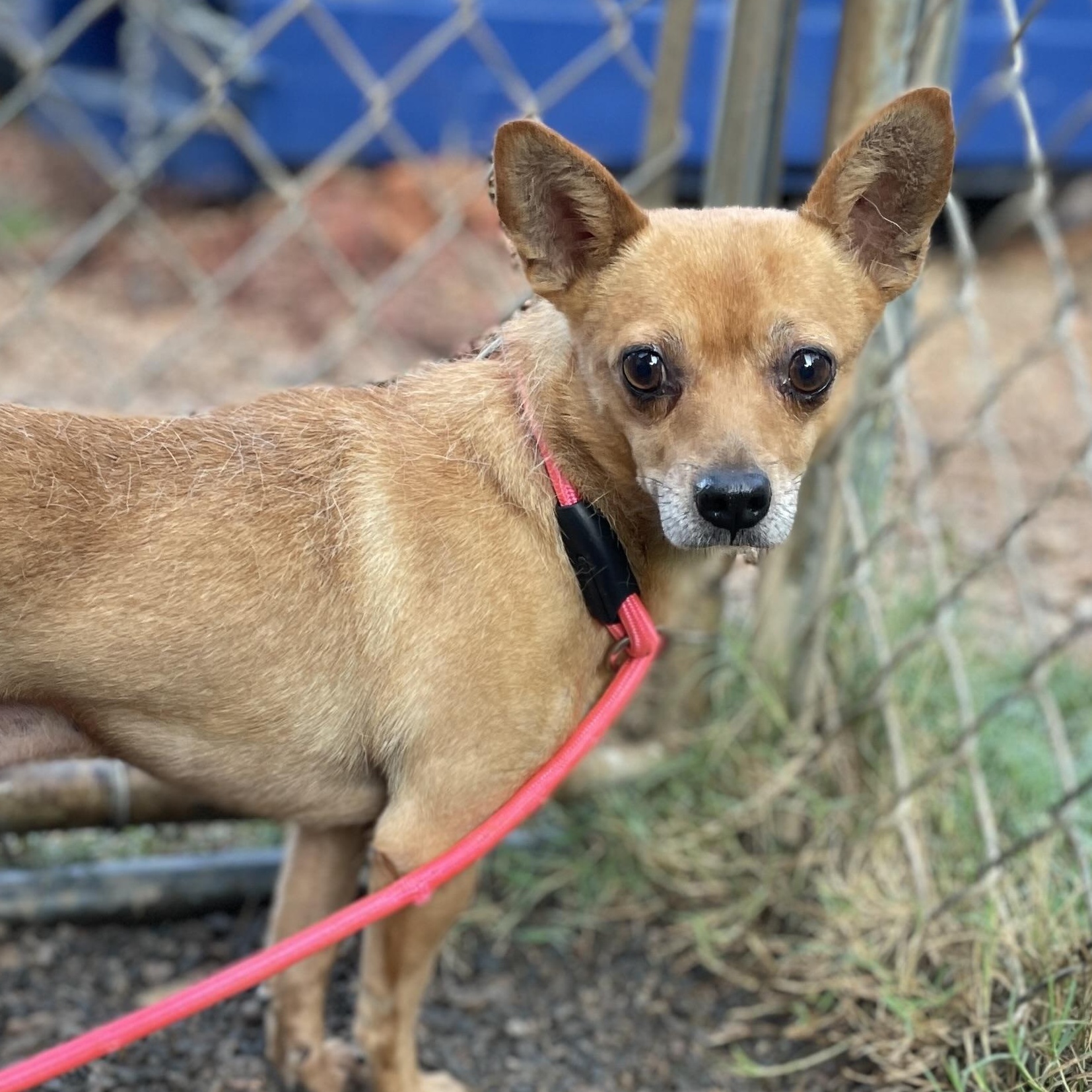 Dior, an adopted mixed breed in Pound, VA image 2/5