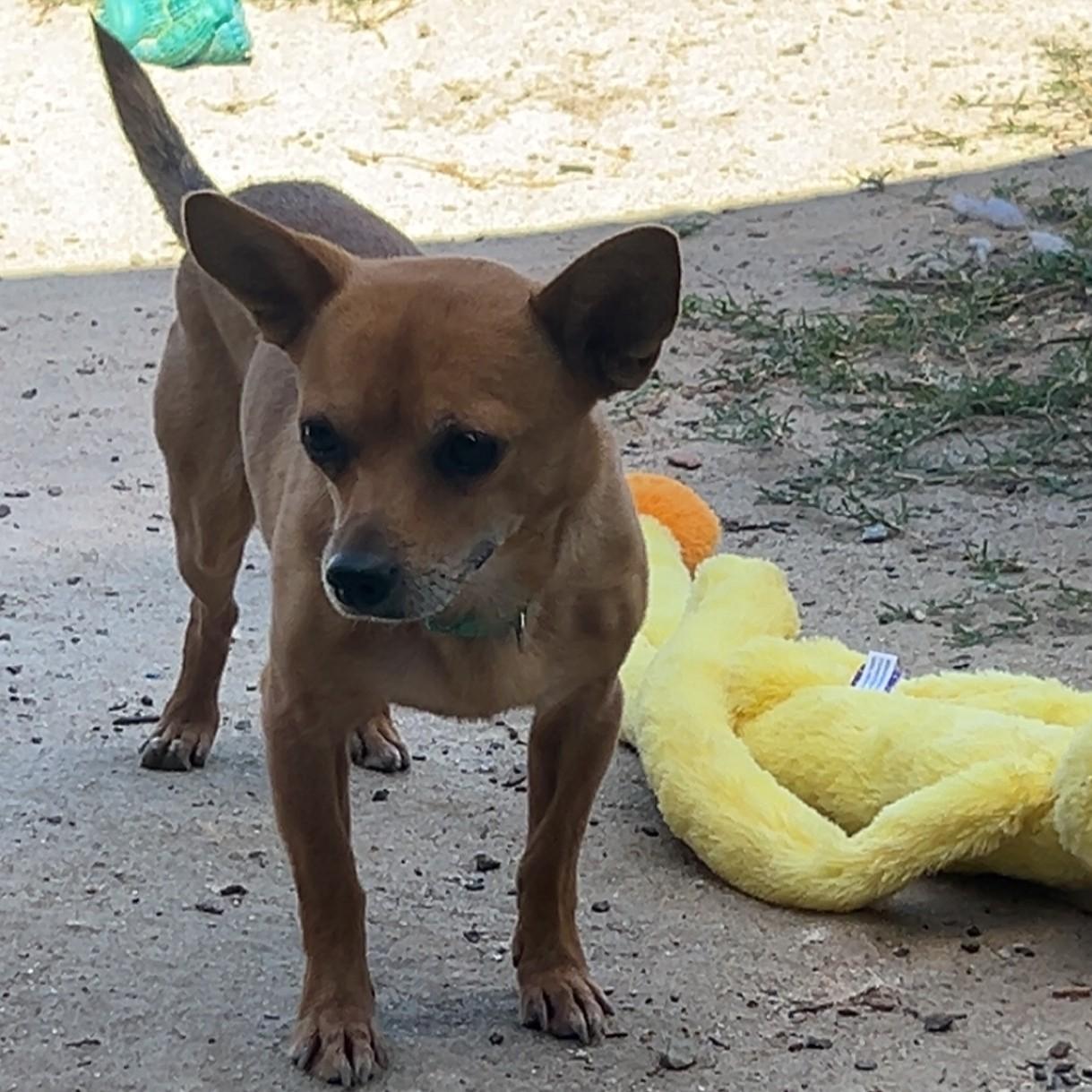 Dior, an adopted mixed breed in Pound, VA image 5/5