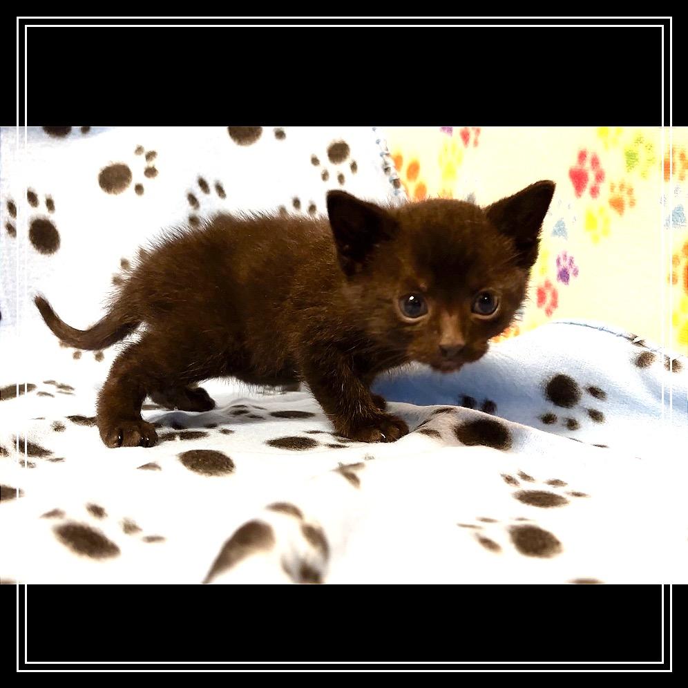 Starlight, Adoptable, Kitten Male Domestic Short Hair.