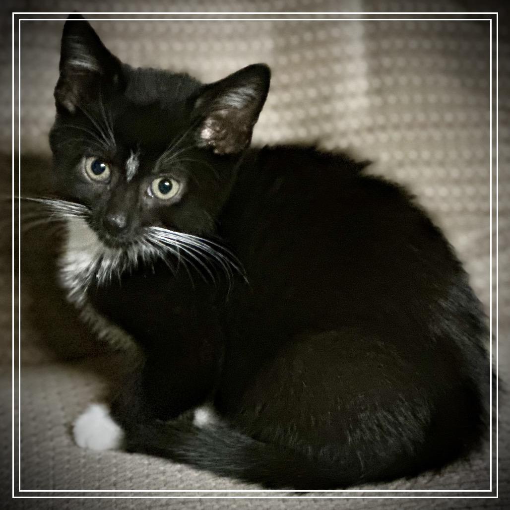 Enlarge Starlight, a Adoptable Domestic Short Hair in Monroe, MI image 2/5