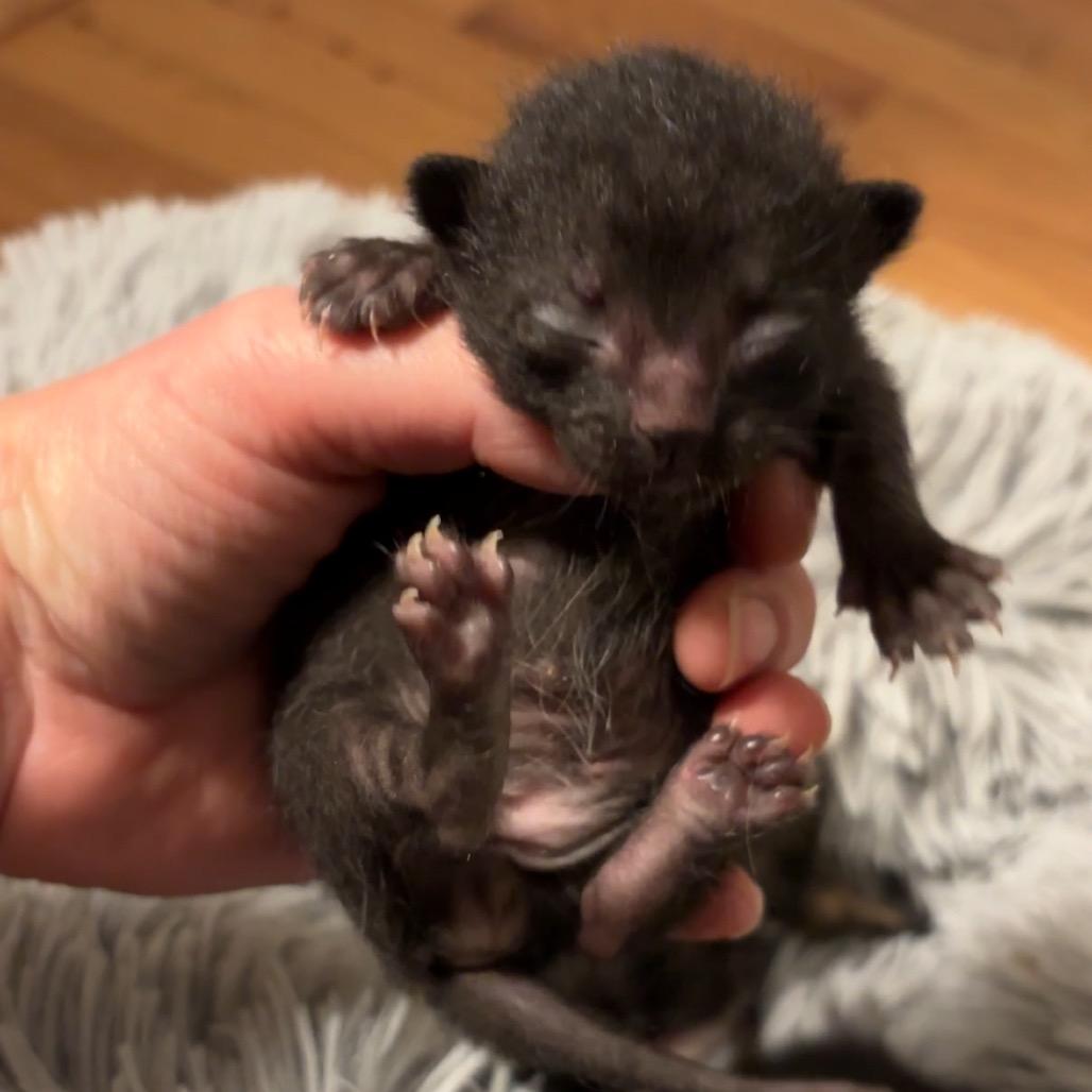 Enlarge Starlight, a Adoptable Domestic Short Hair in Monroe, MI image 3/5