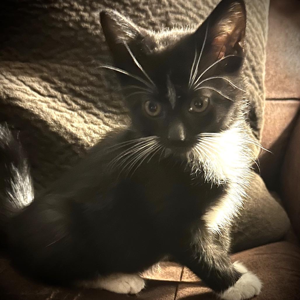 Enlarge Starlight, a Adoptable Domestic Short Hair in Monroe, MI image 4/5