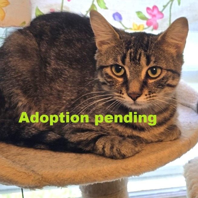 Enlarge Carol, an adopted Domestic Short Hair in Guelph, ON image 1/6