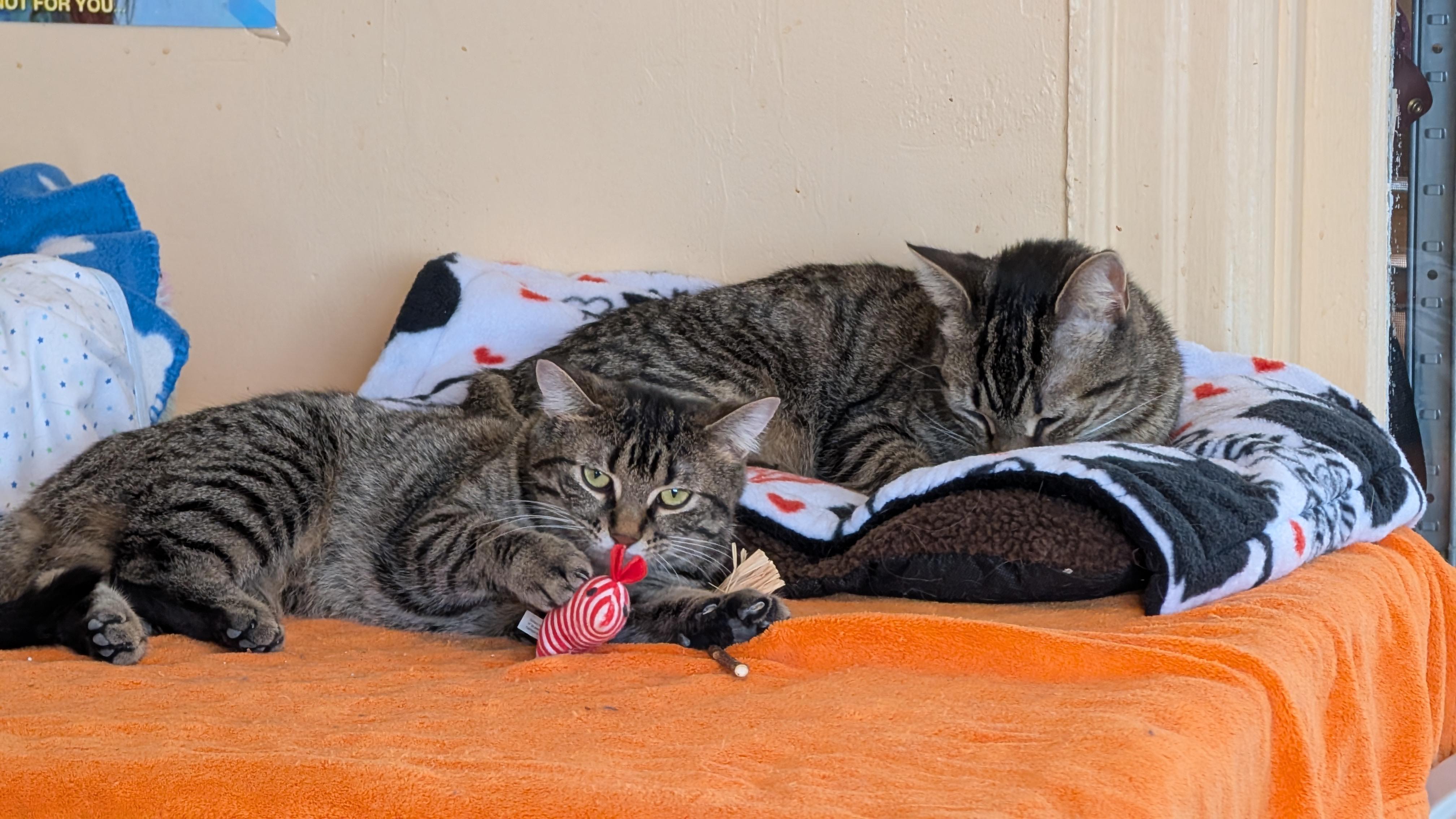 Enlarge Carol, an adopted Domestic Short Hair in Guelph, ON image 5/6