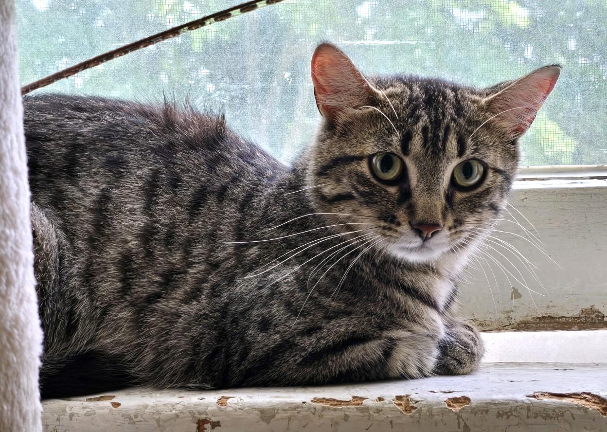 Carol, a Adoptable Domestic Short Hair in Guelph, ON image 1/3