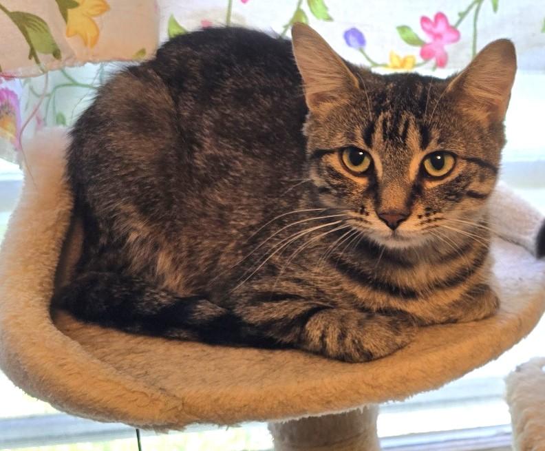 Carol, a Adoptable Domestic Short Hair in Guelph, ON image 2/3