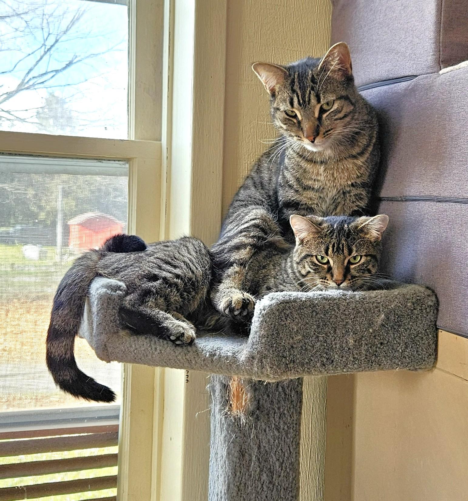 Carol, a Adoptable Domestic Short Hair in Guelph, ON image 3/3