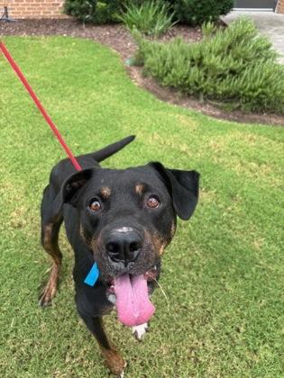 Dallas (155705), Senior Male unknown