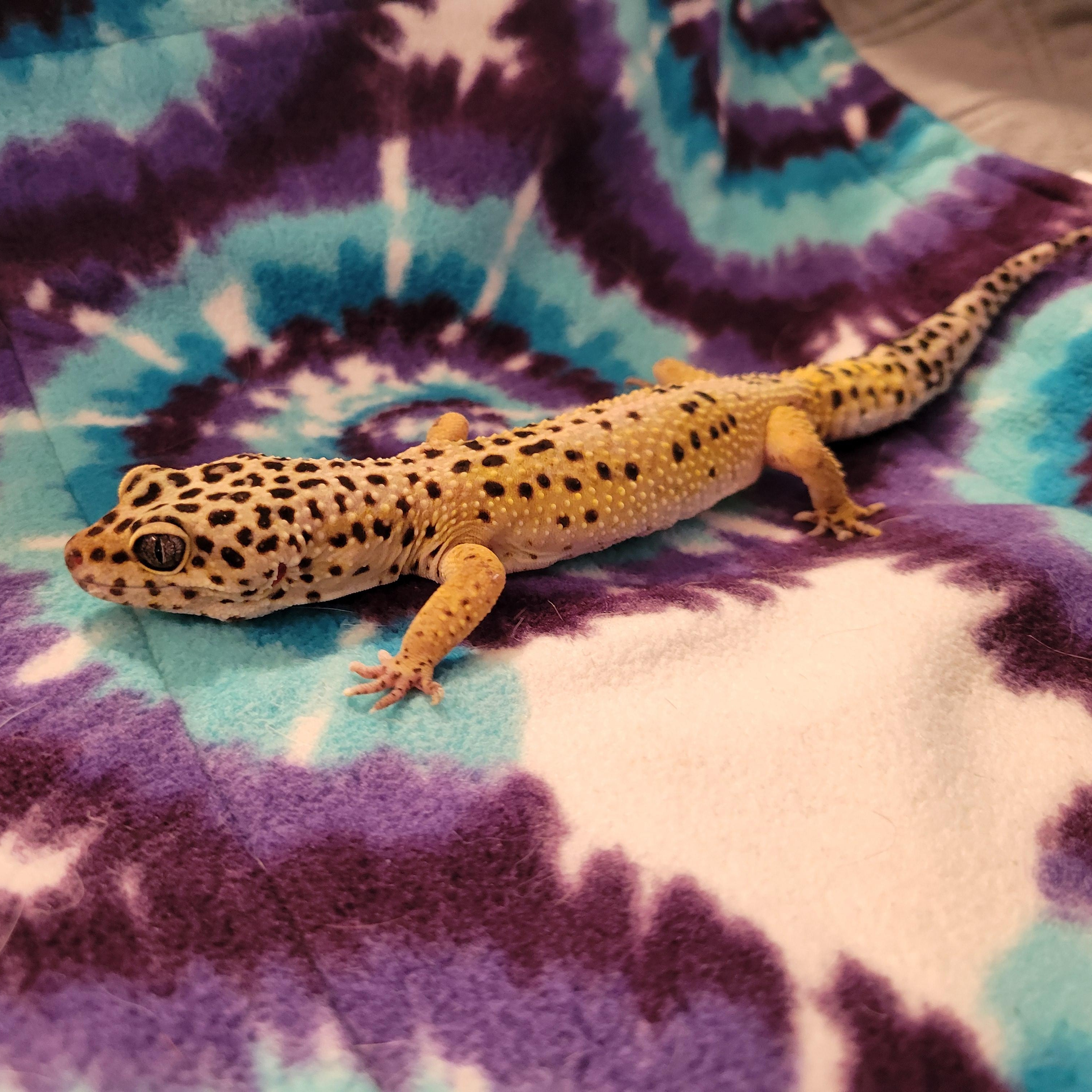 Enlarge Deigo, a Adopted Gecko in Olympia, WA image 2/4