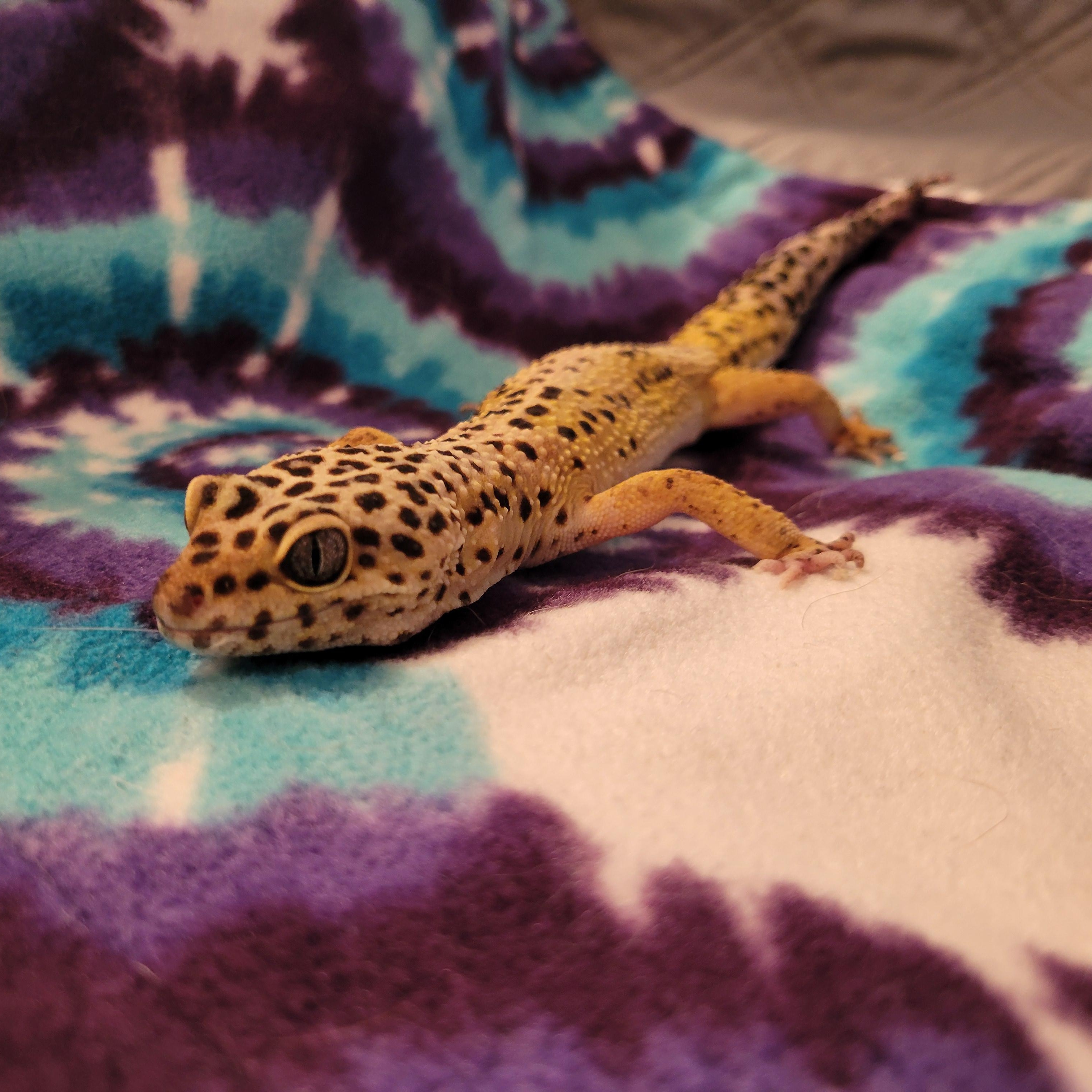Deigo, Adopted, Adult Unknown Gecko.