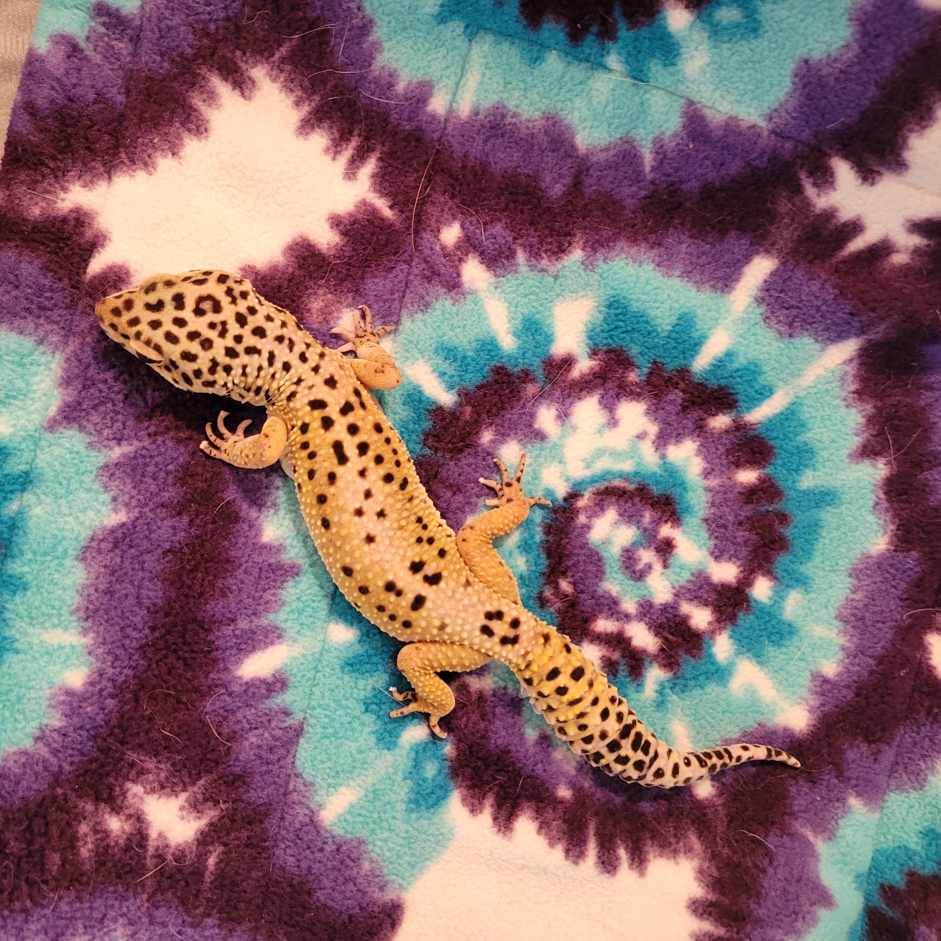 Enlarge Deigo, a Adopted Gecko in Olympia, WA image 3/4