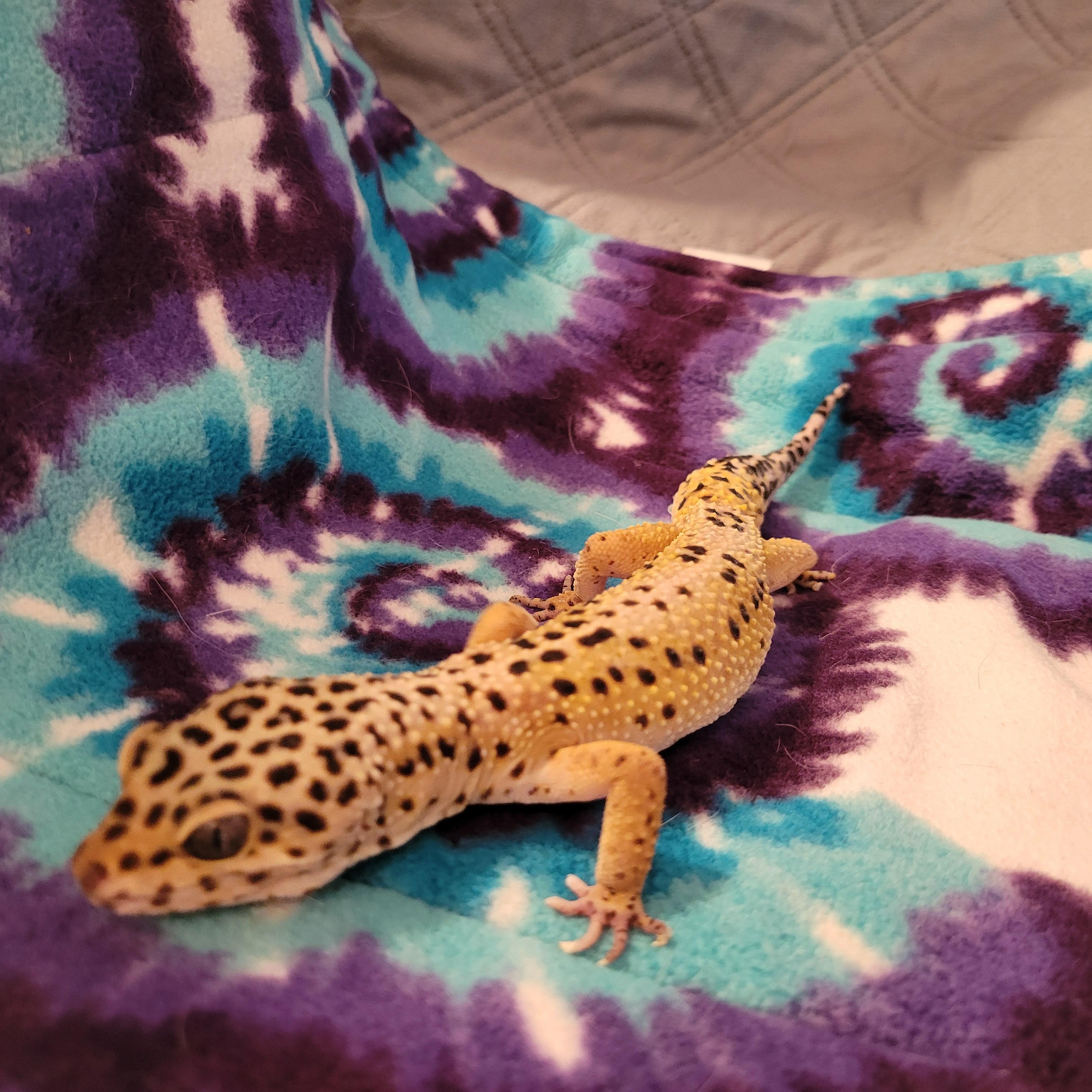 Enlarge Deigo, a Adopted Gecko in Olympia, WA image 4/4