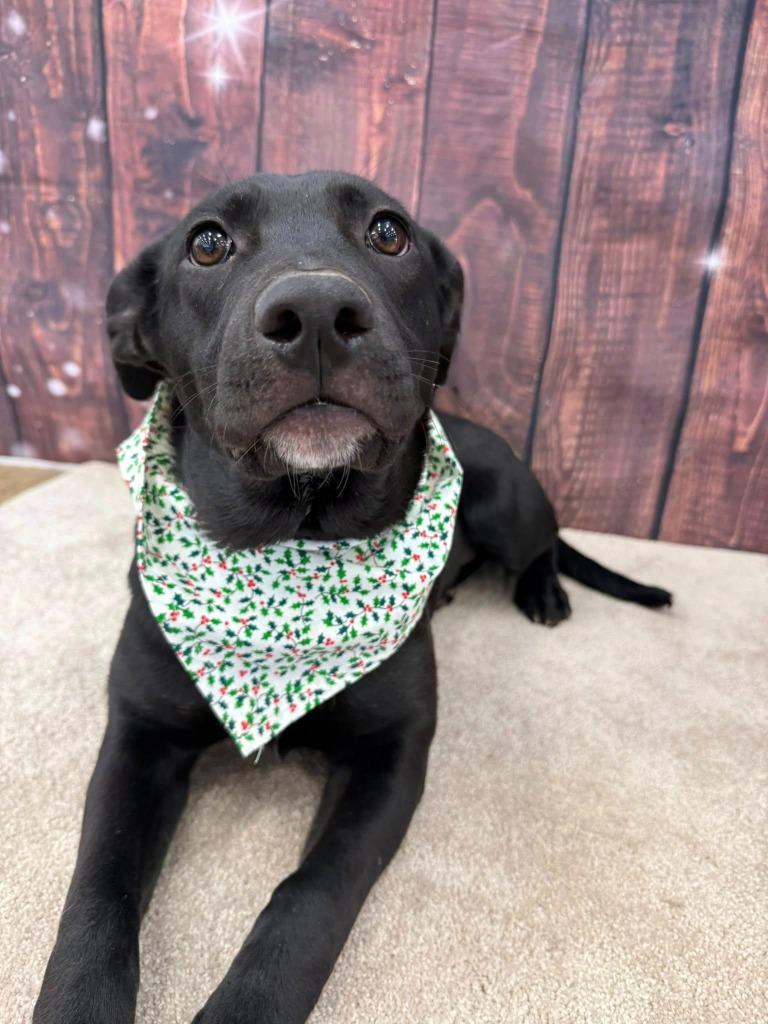 Rain, a Adoptable mixed breed in Fond Du Lac, WI image 1/6