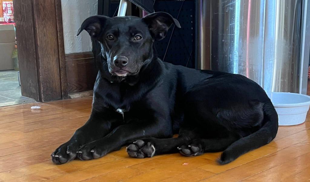 Rain, a Adoptable mixed breed in Fond Du Lac, WI image 2/6