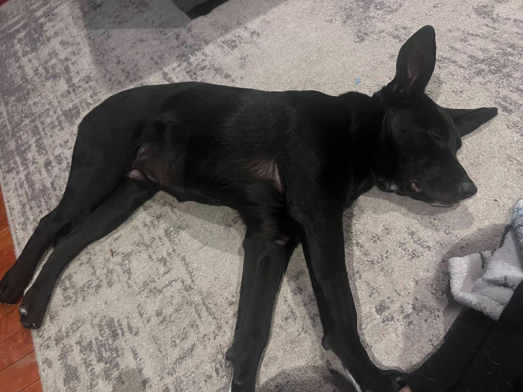 Rain, a Adoptable mixed breed in Fond Du Lac, WI image 3/6